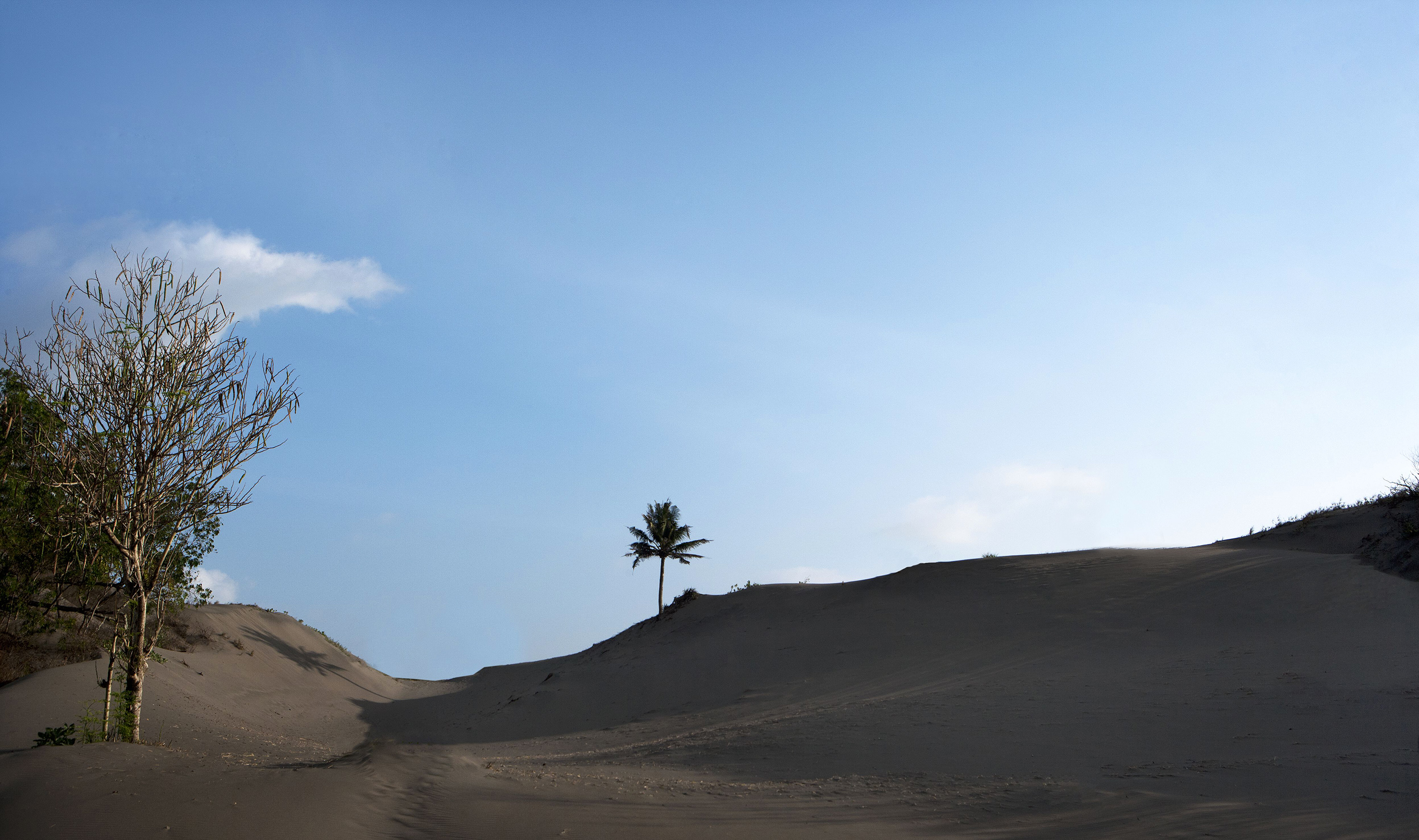 a sand dune with trees in the background