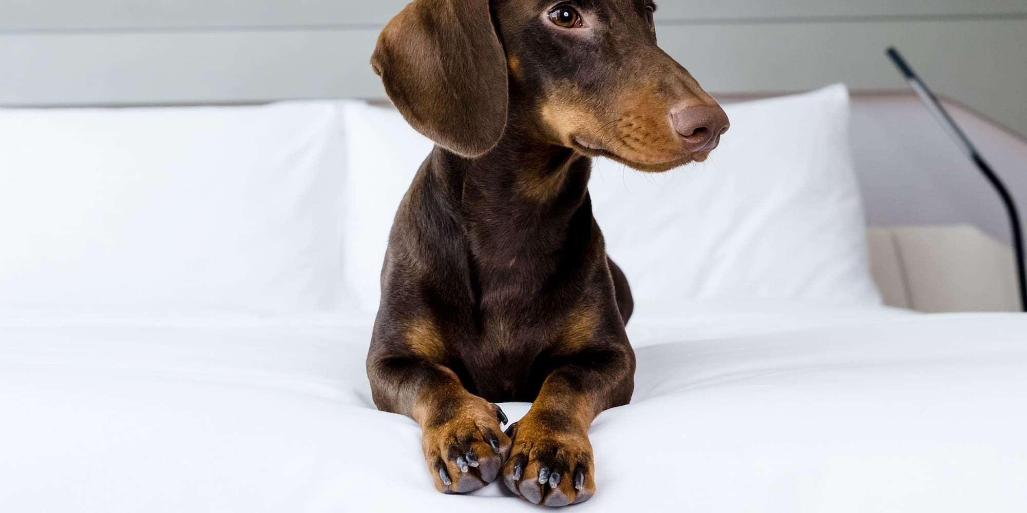 a dog lying on a bed