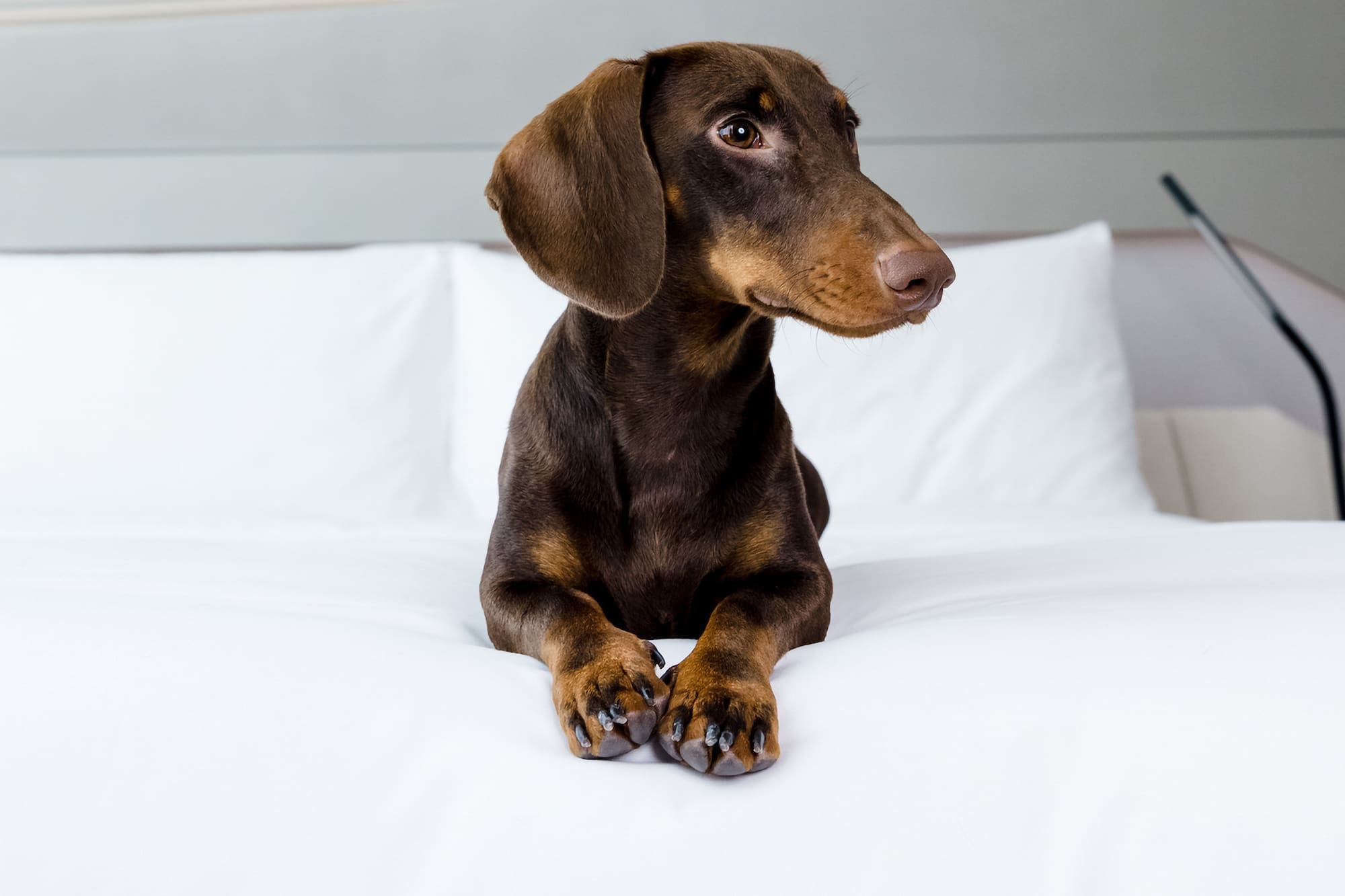 a dog lying on a bed