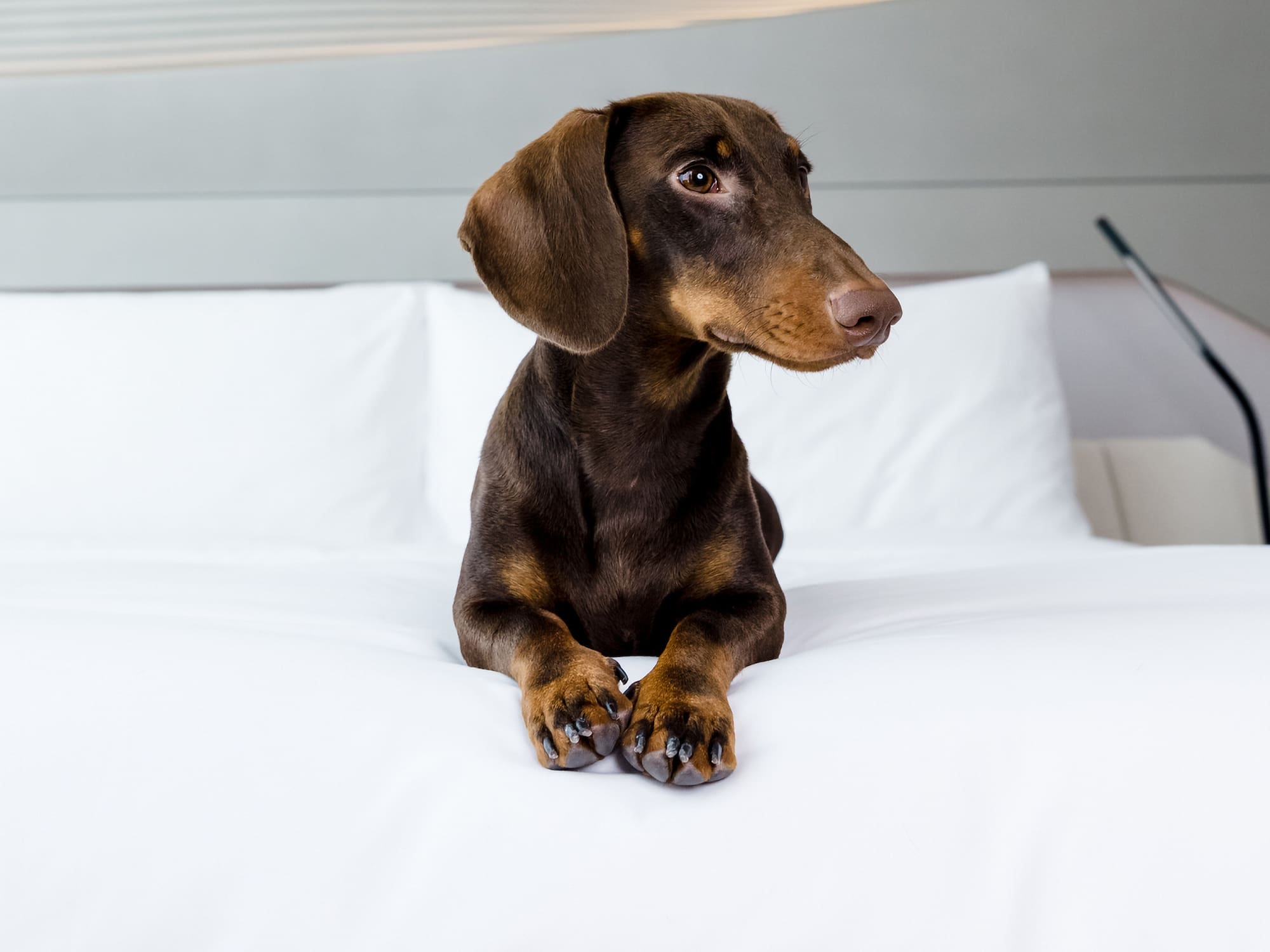 a dog lying on a bed