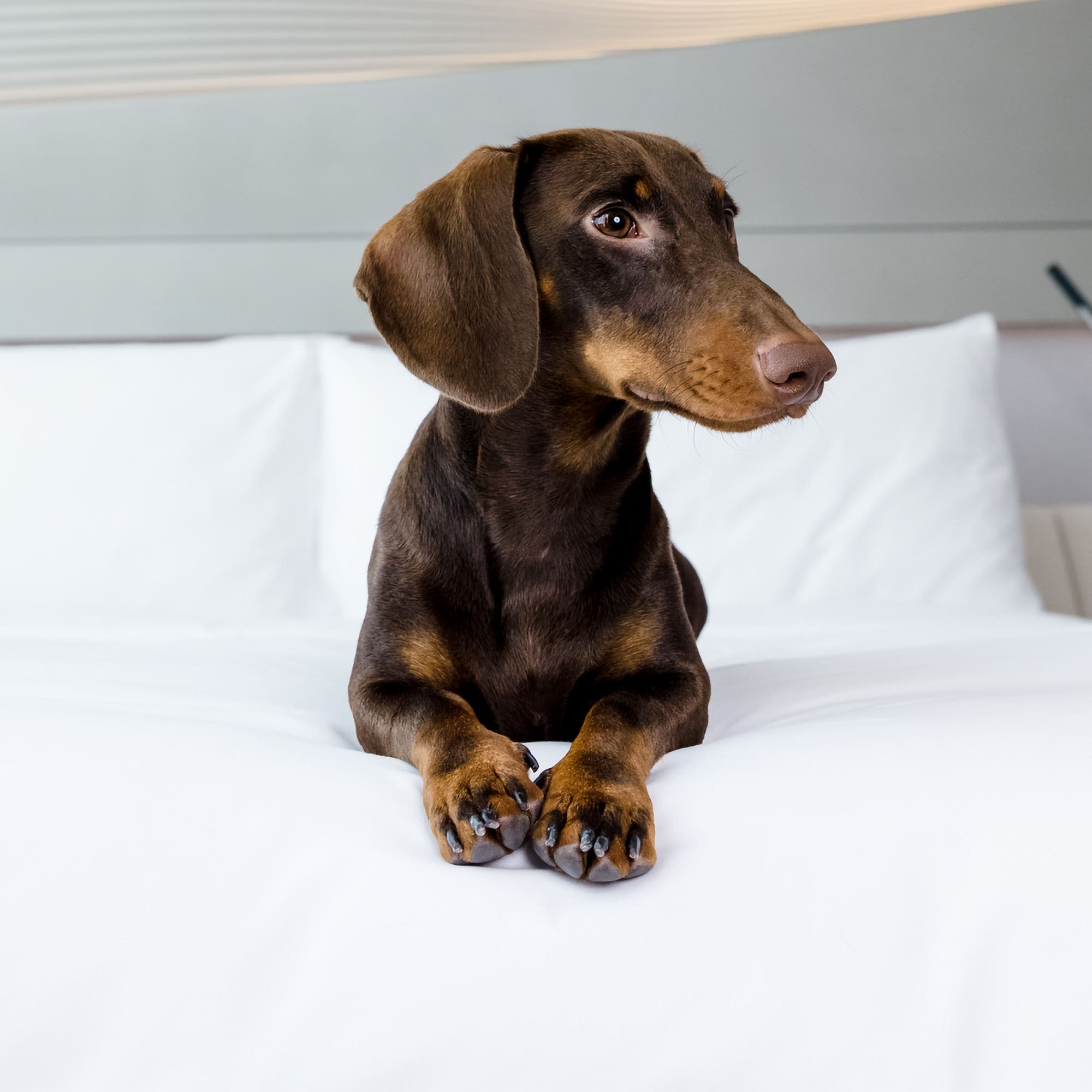 a dog lying on a bed