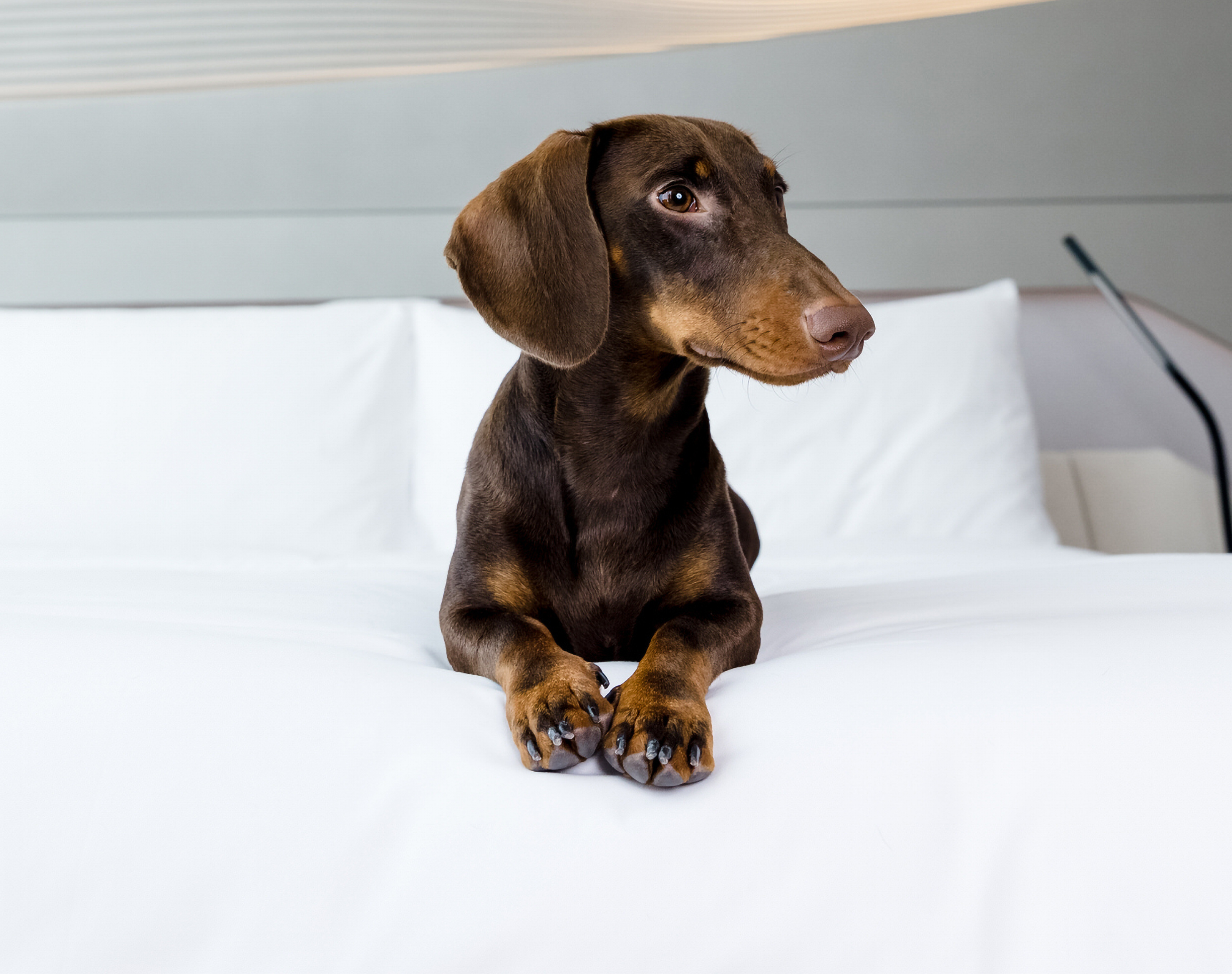 Chocolate and tan dachshund dog relaxing on a clean white bed.