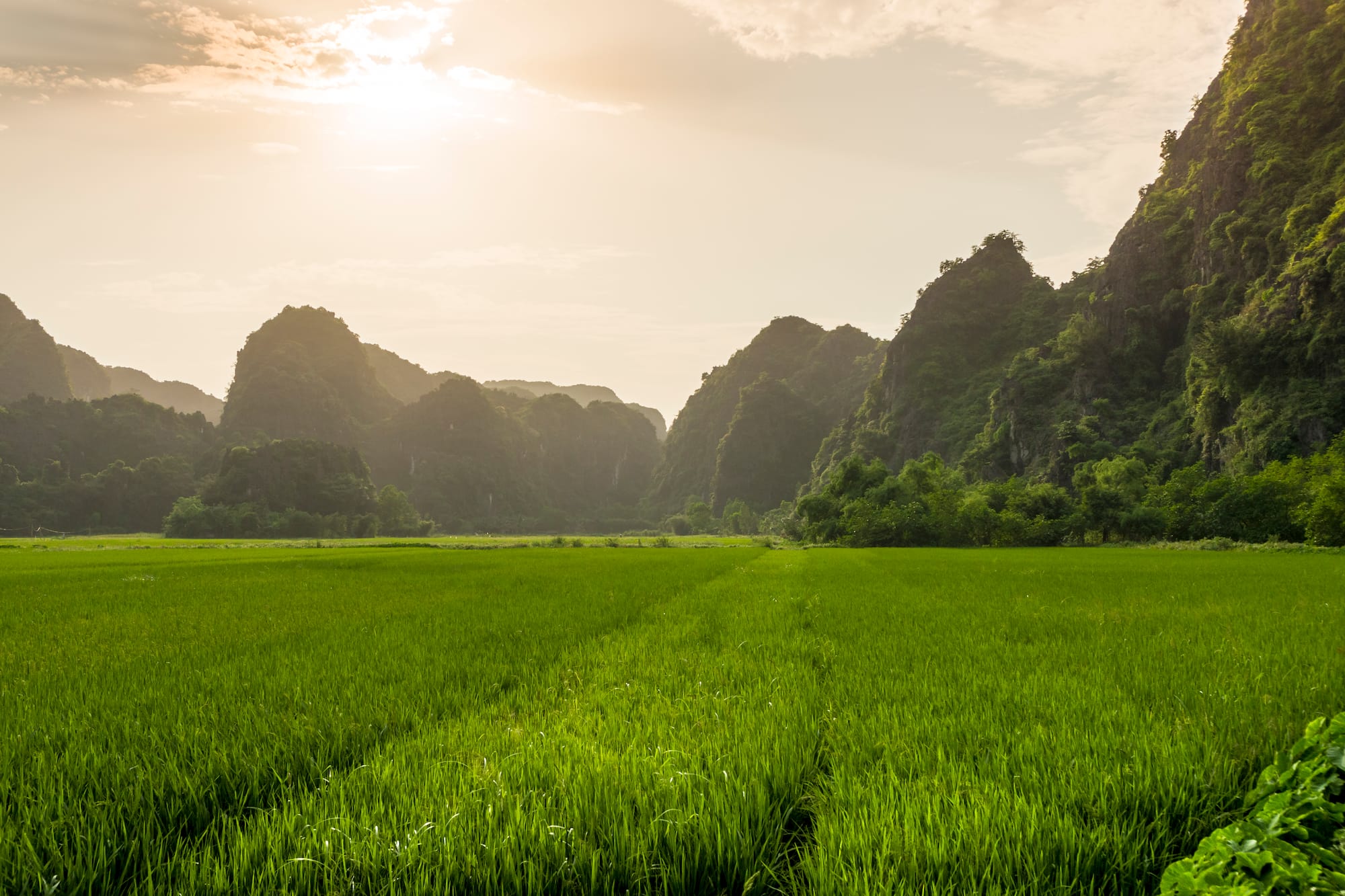 a green field with mountains in the background with Li River in the background