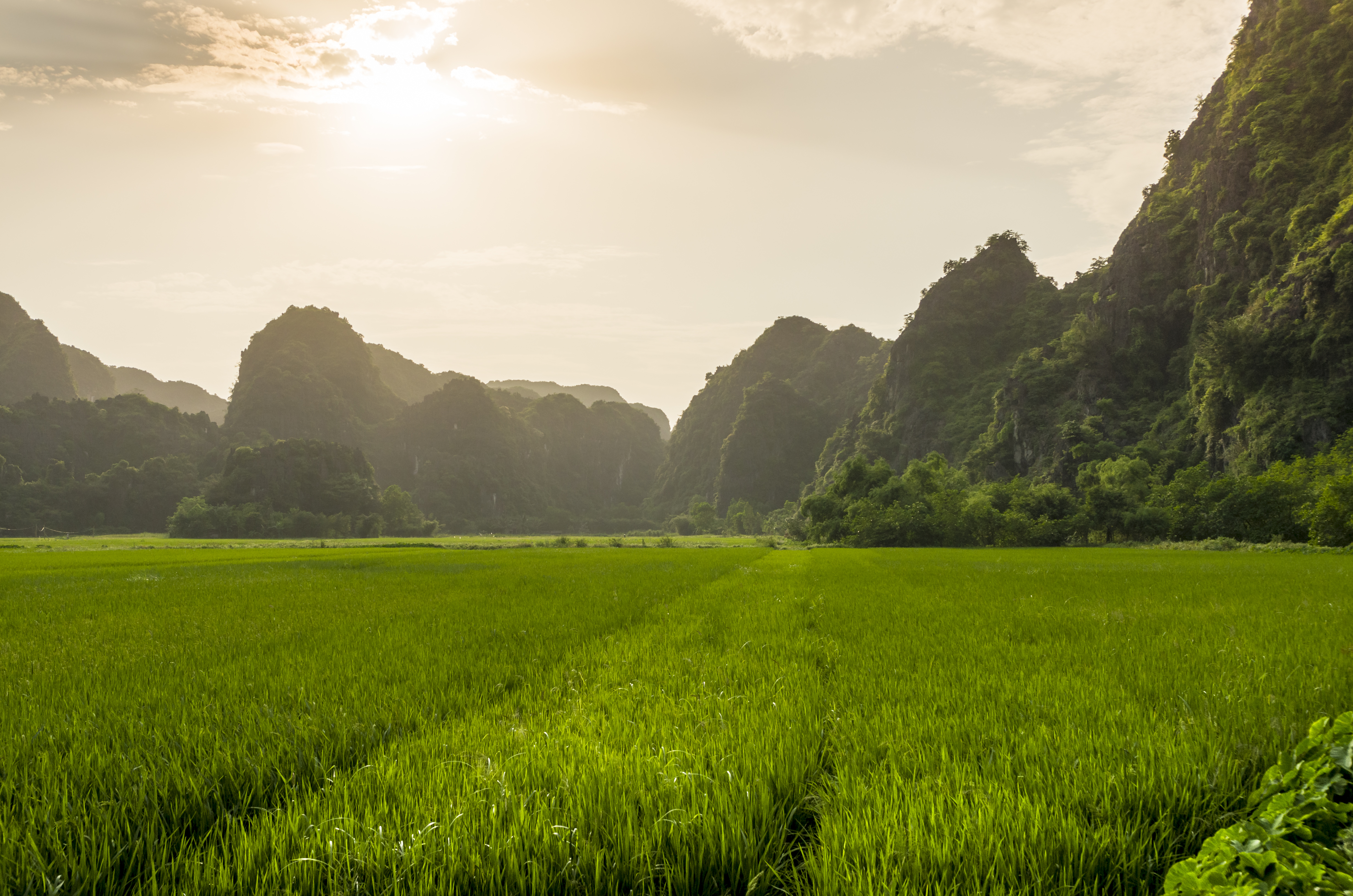 a green field with mountains in the background with Li River in the background