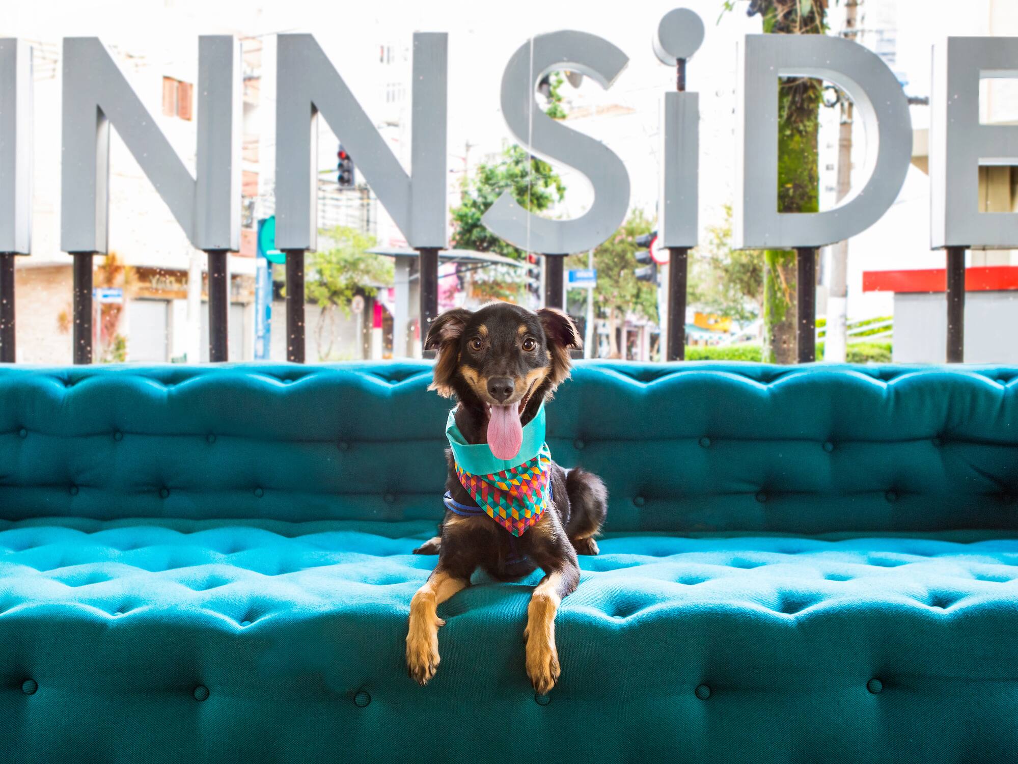 a dog sitting on a couch