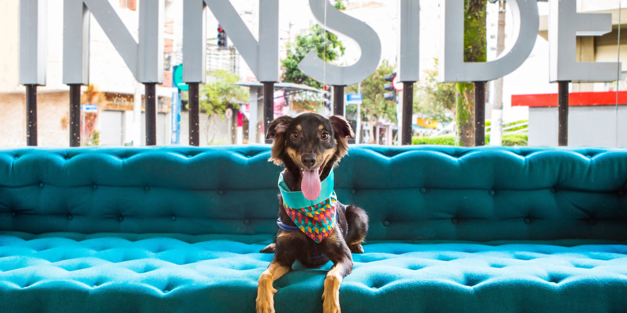 a dog sitting on a couch