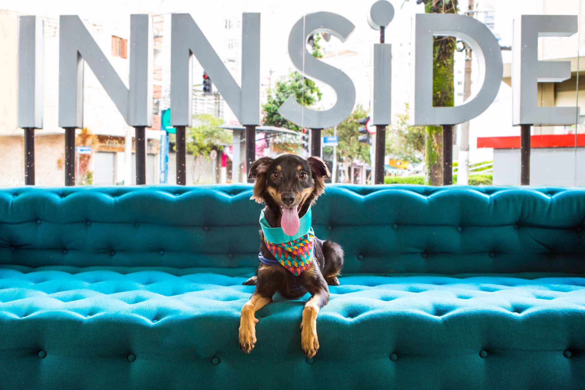 a dog sitting on a couch