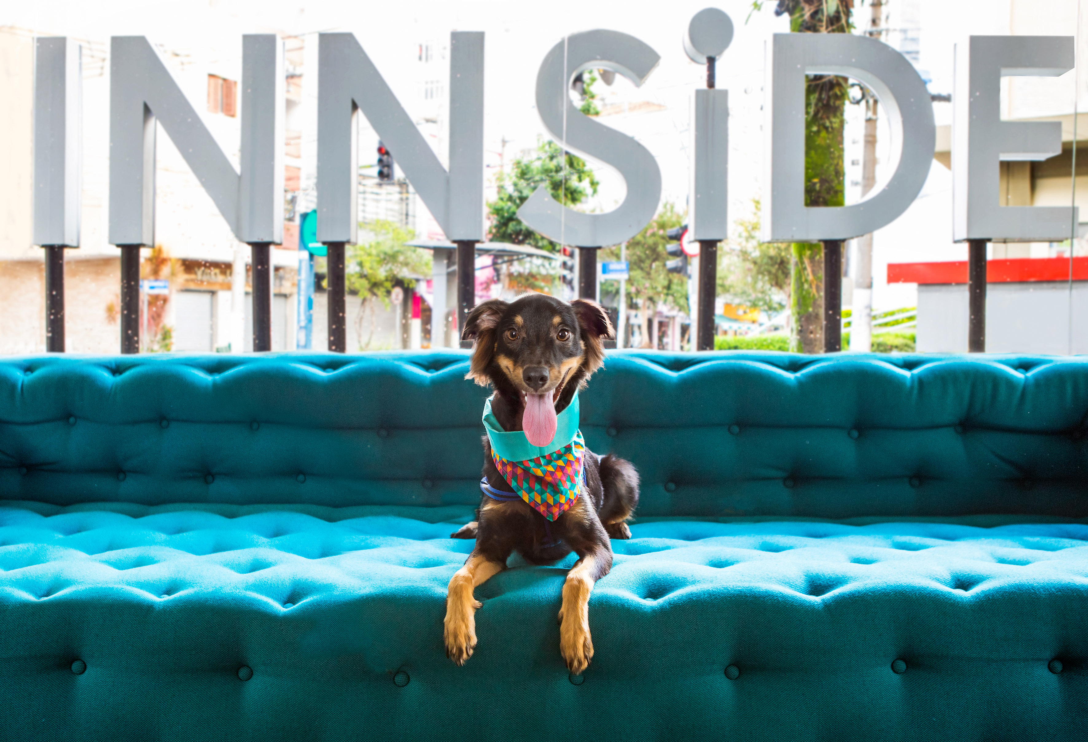Pet-friendly brown dog in bandana on turquoise sofa at INNSIDE hotel.