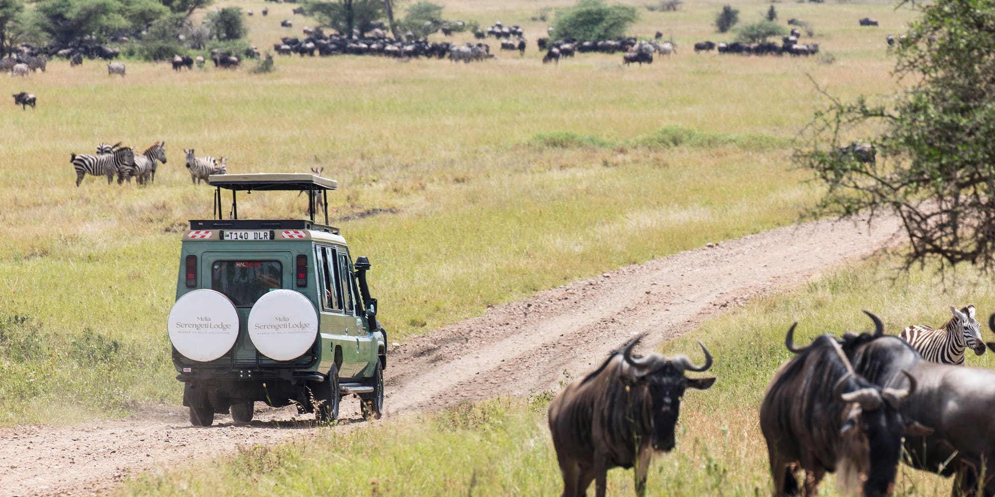 a vehicle on a dirt road with a group of animals in the background