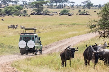 a vehicle on a dirt road with a group of animals in the background