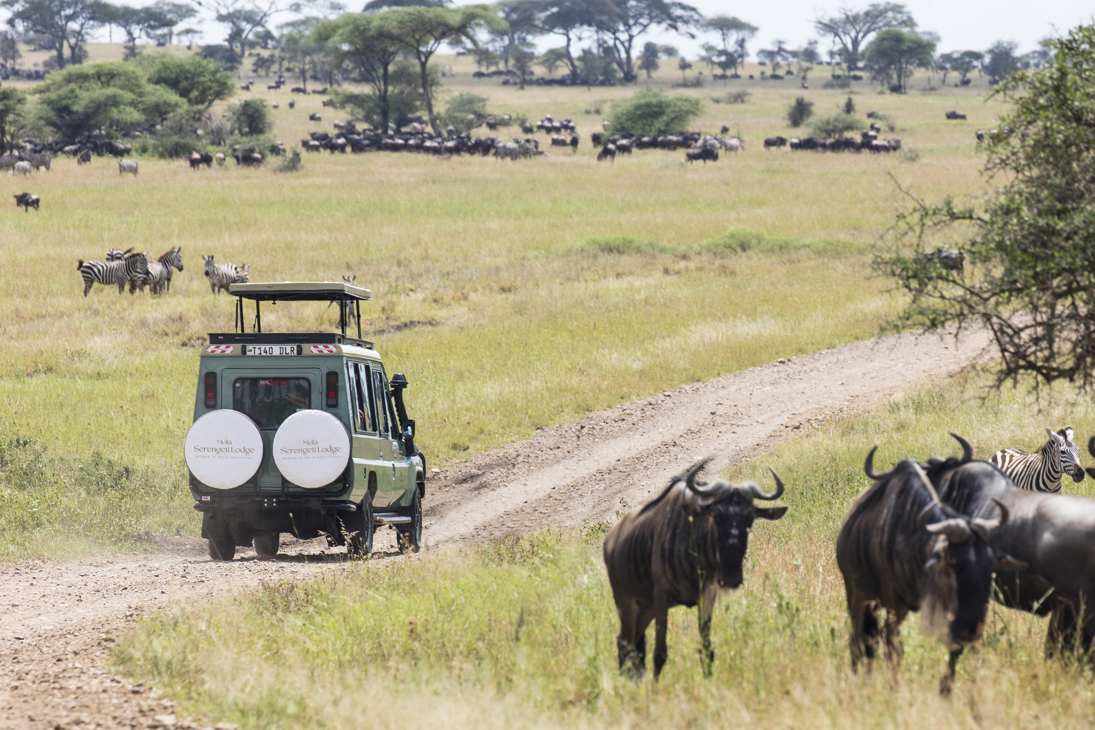 a vehicle on a dirt road with a group of animals in the background
