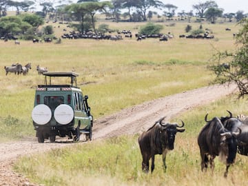 a vehicle on a dirt road with a group of animals in the background