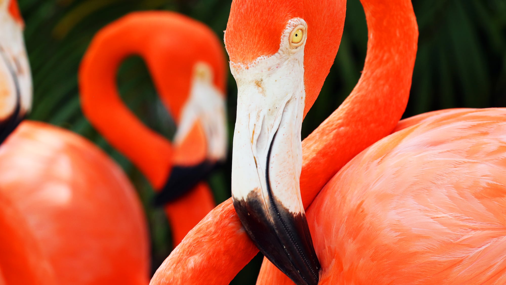 a group of flamingos with a white beak