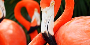 a group of flamingos with a white beak
