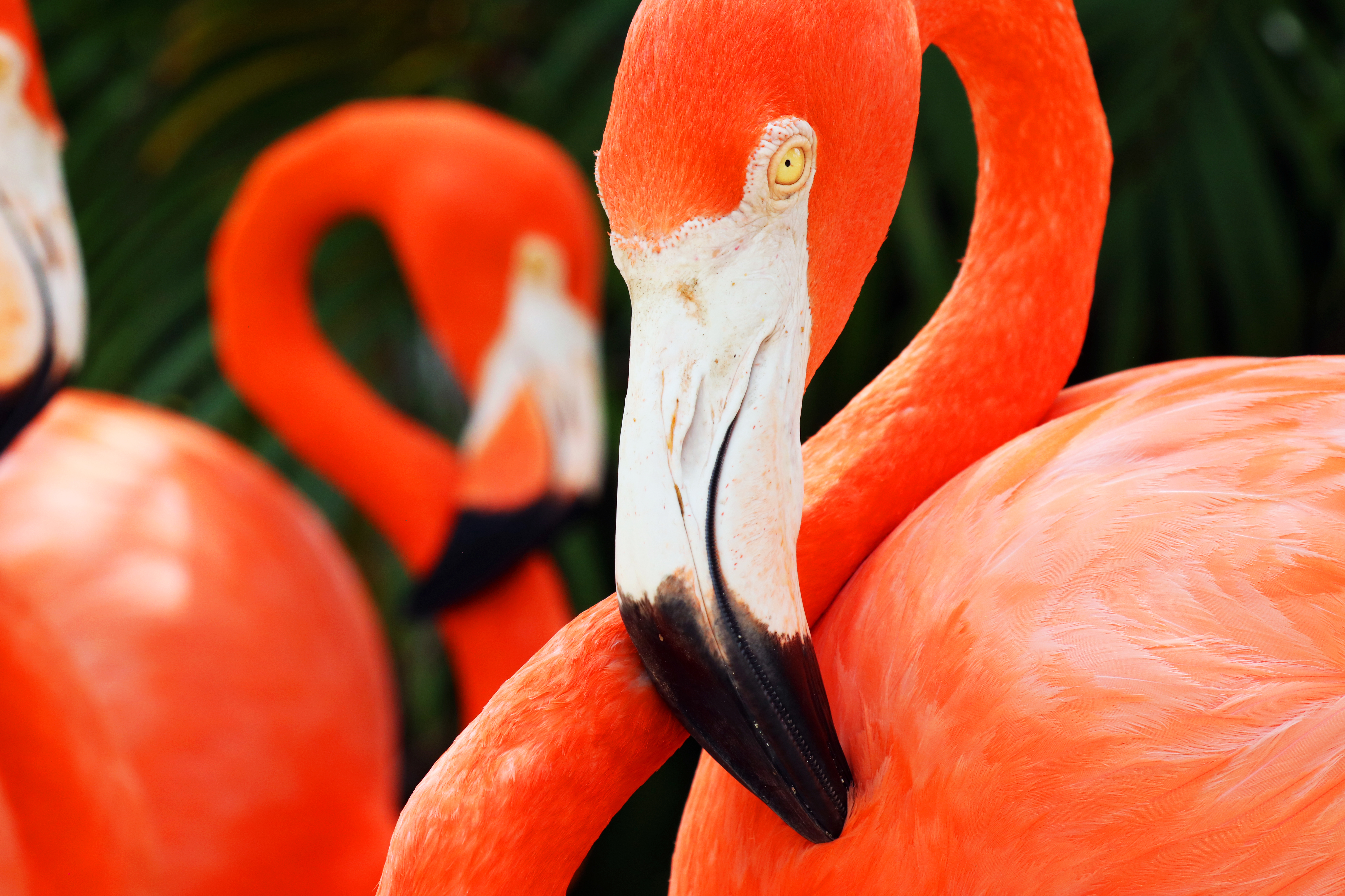 a group of flamingos with a white beak