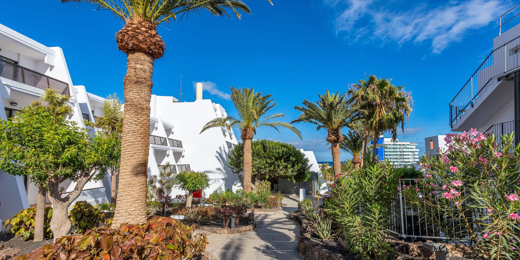 a walkway with palm trees and plants