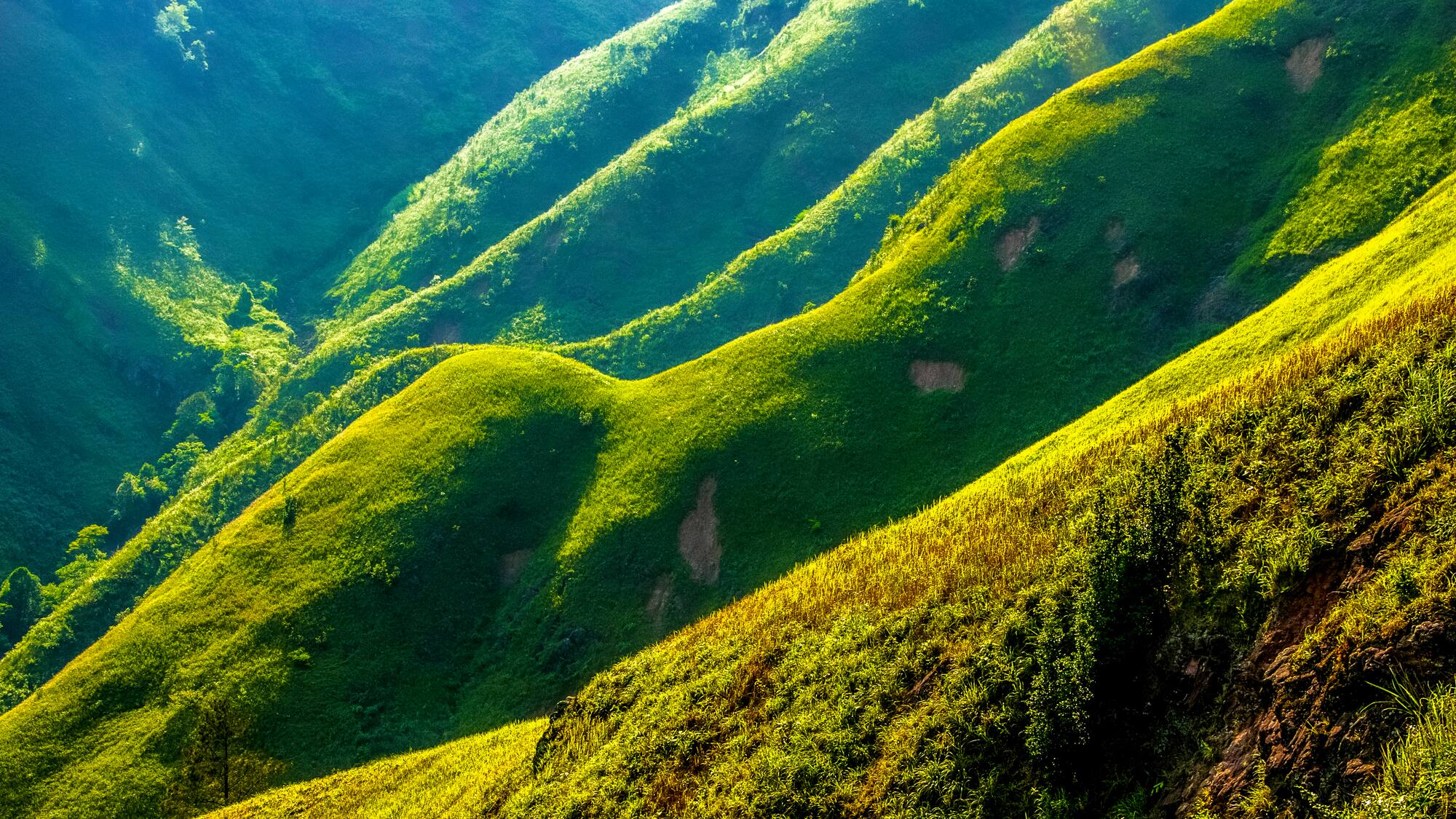 a green hills with bushes