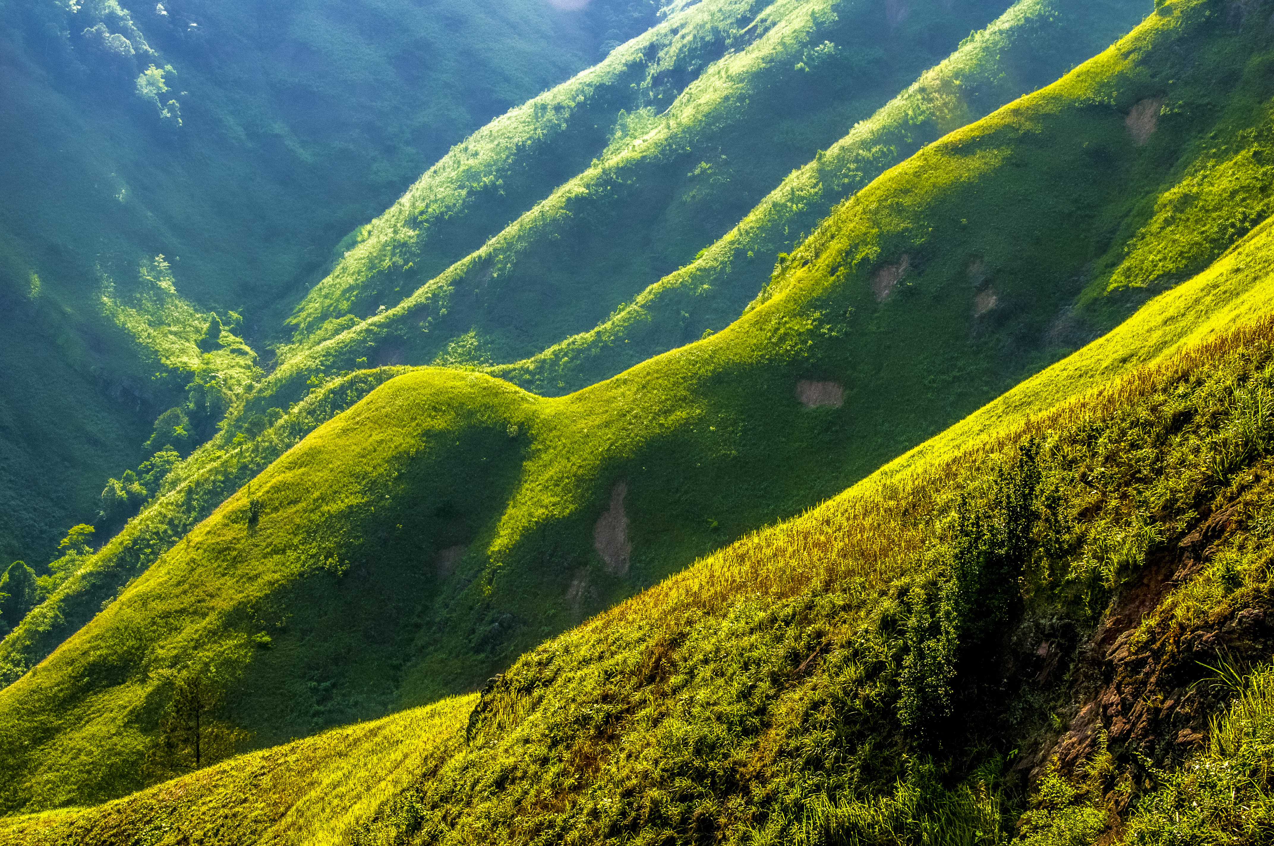 a green hills with bushes