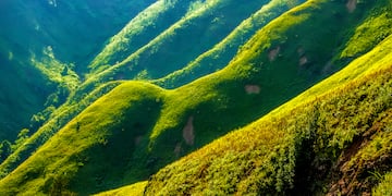 a green hills with bushes