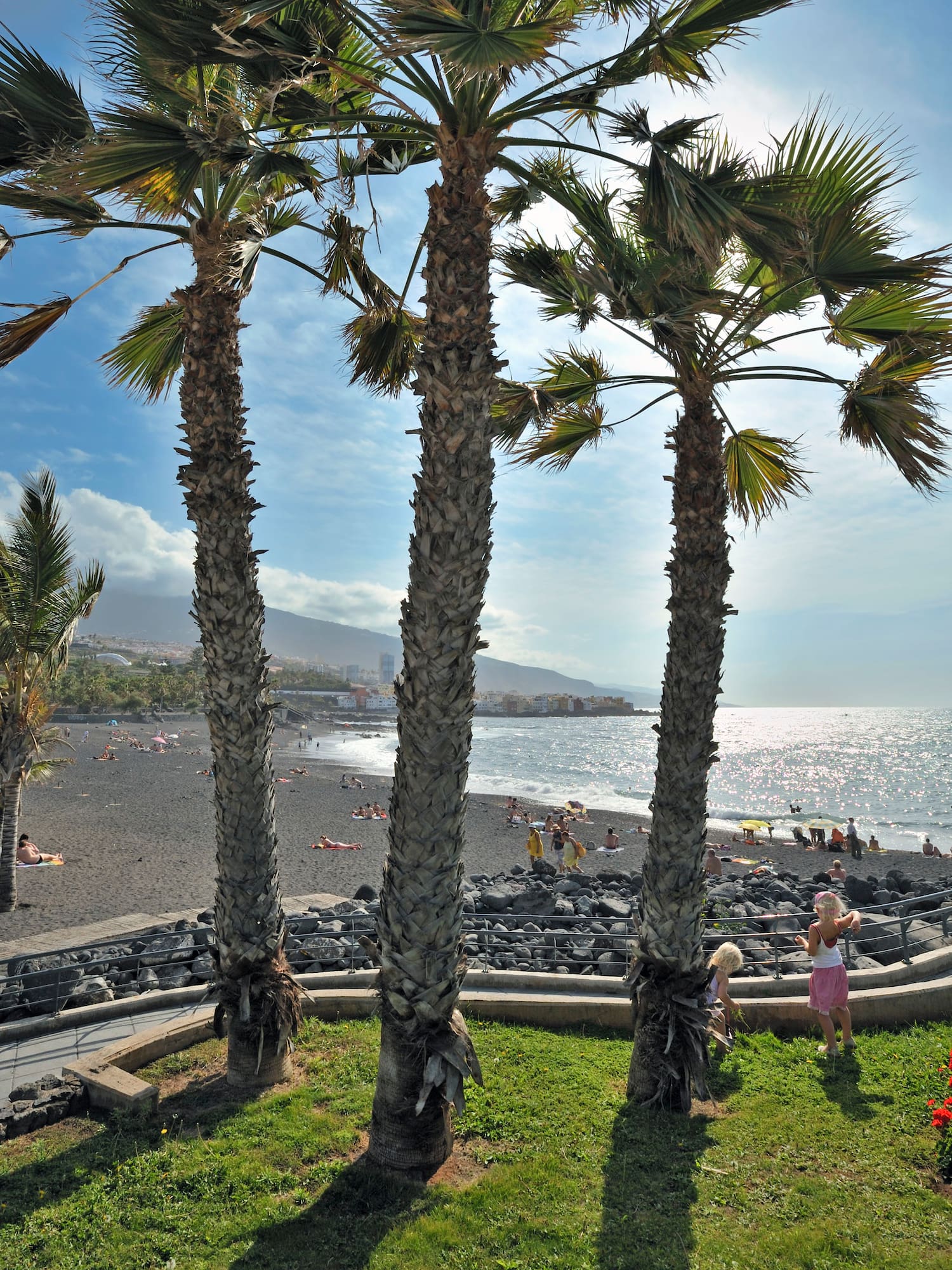 a group of palm trees on a beach