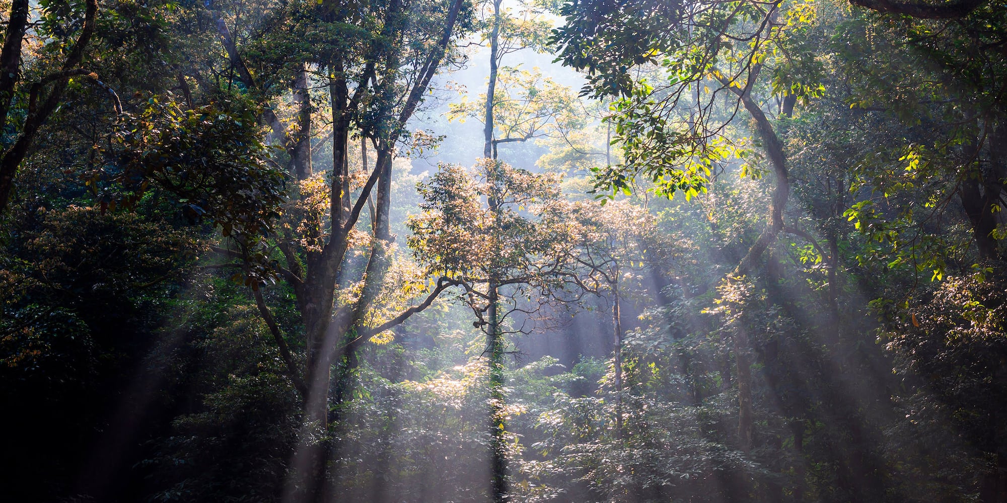 sunlight shining through trees