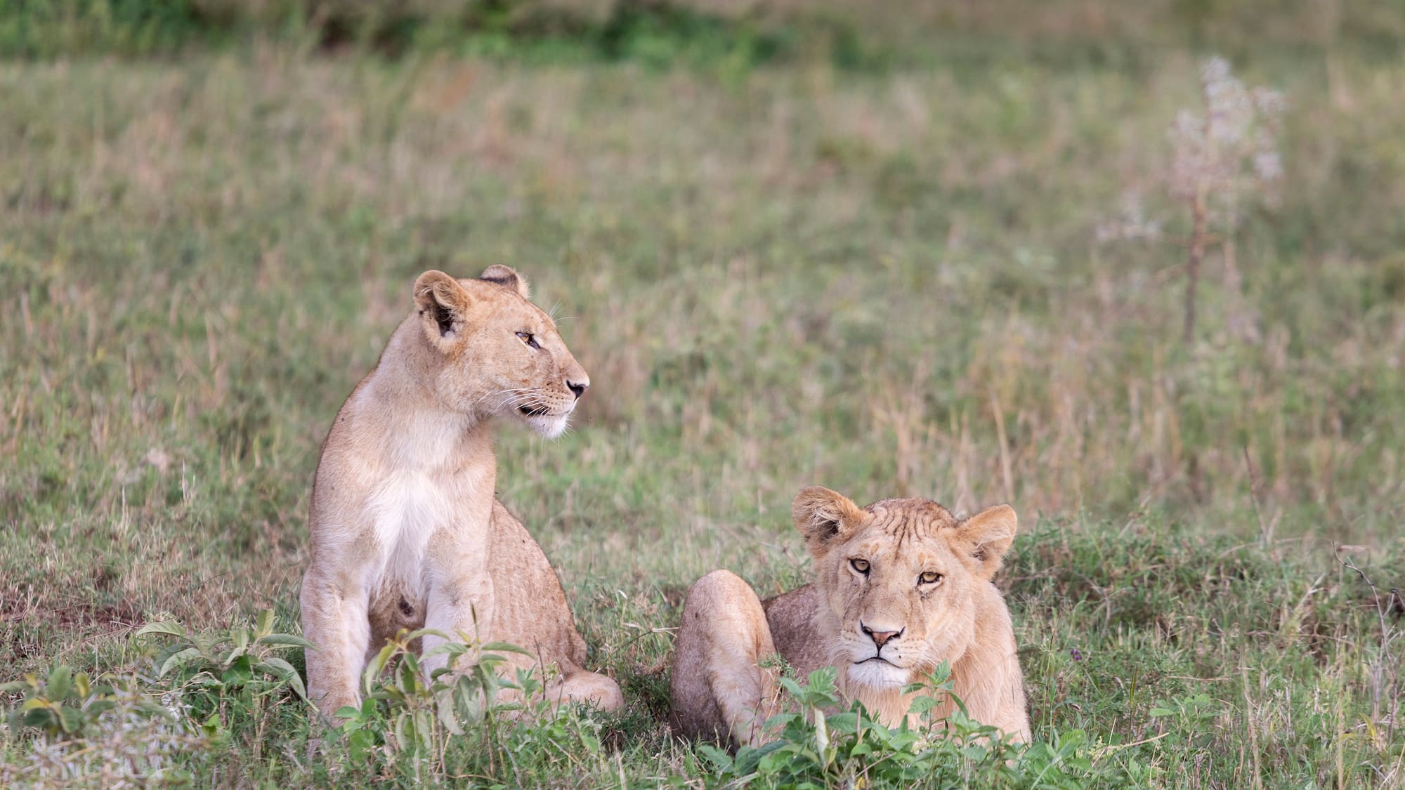 two lions sitting in grass