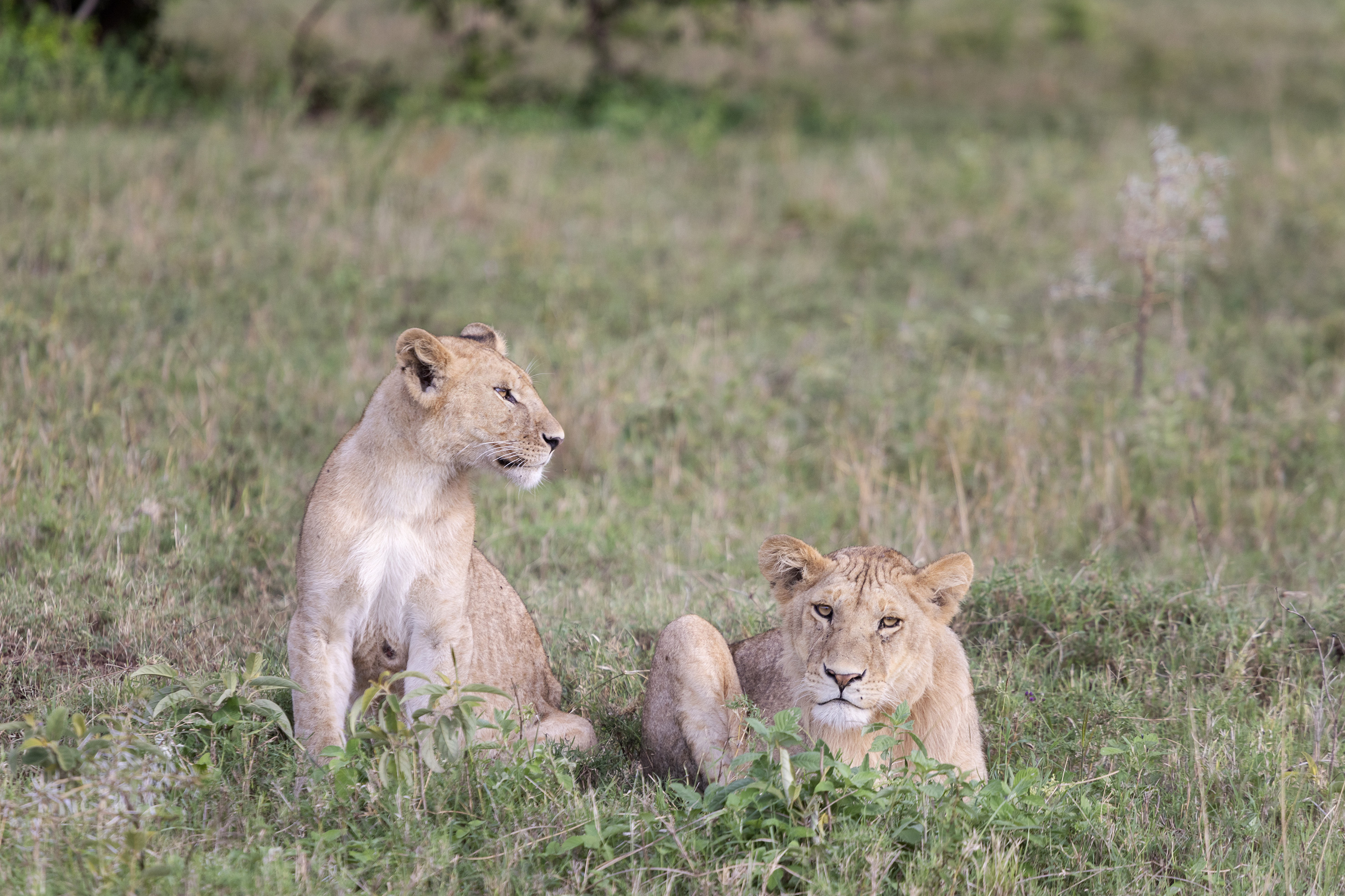 Two lion cubs in savanna grass: one sitting, one lying looking forward.