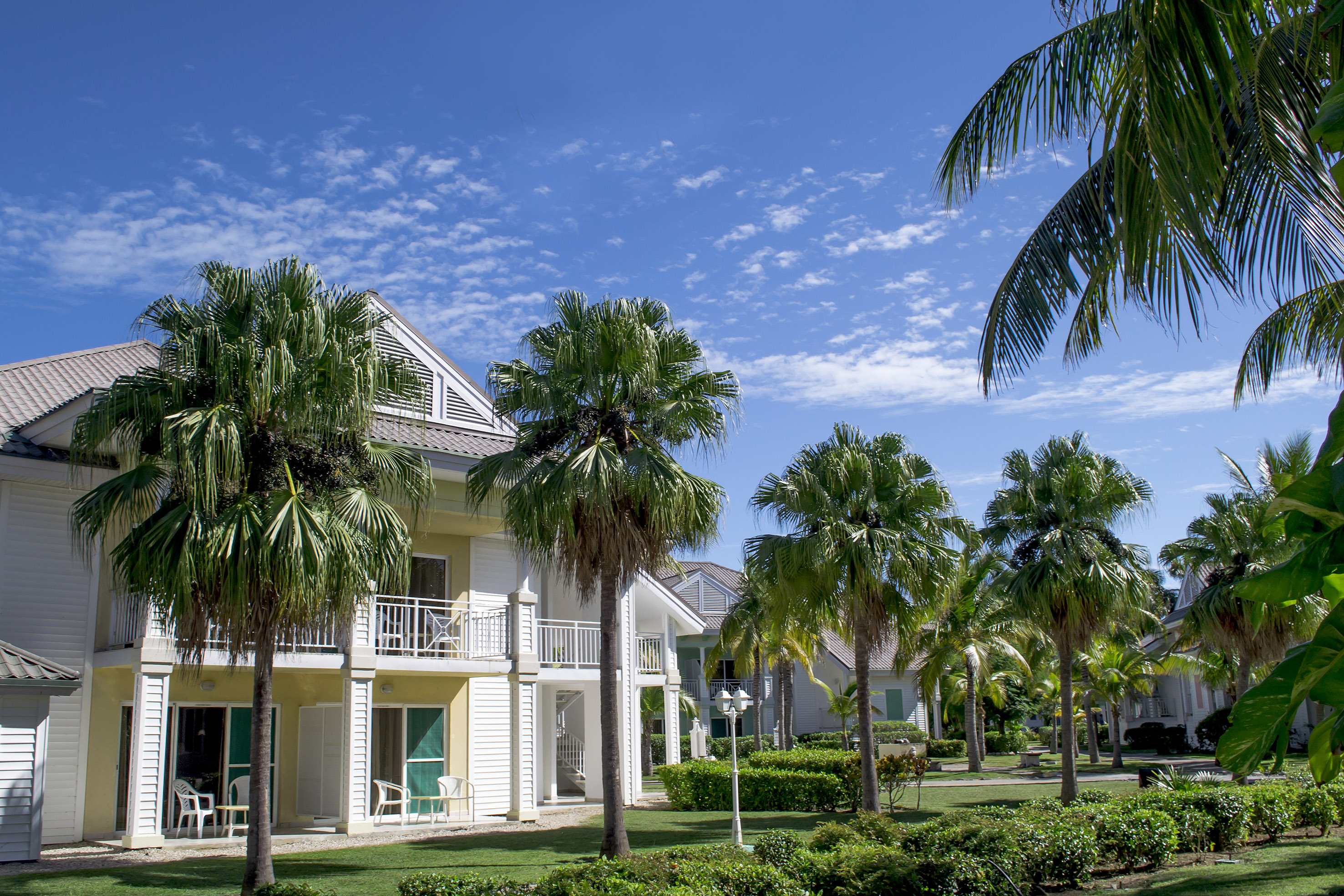 a palm trees and a building