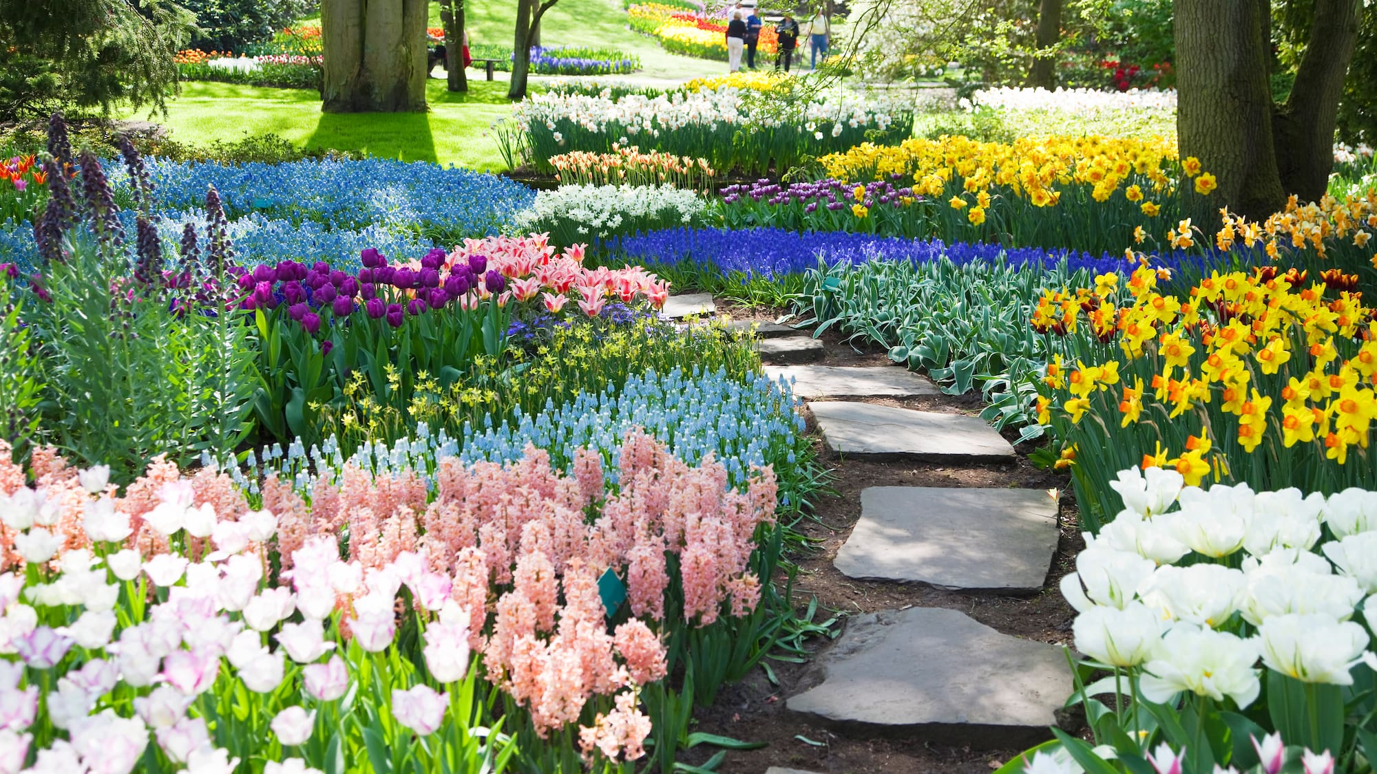 a garden with flowers and a path