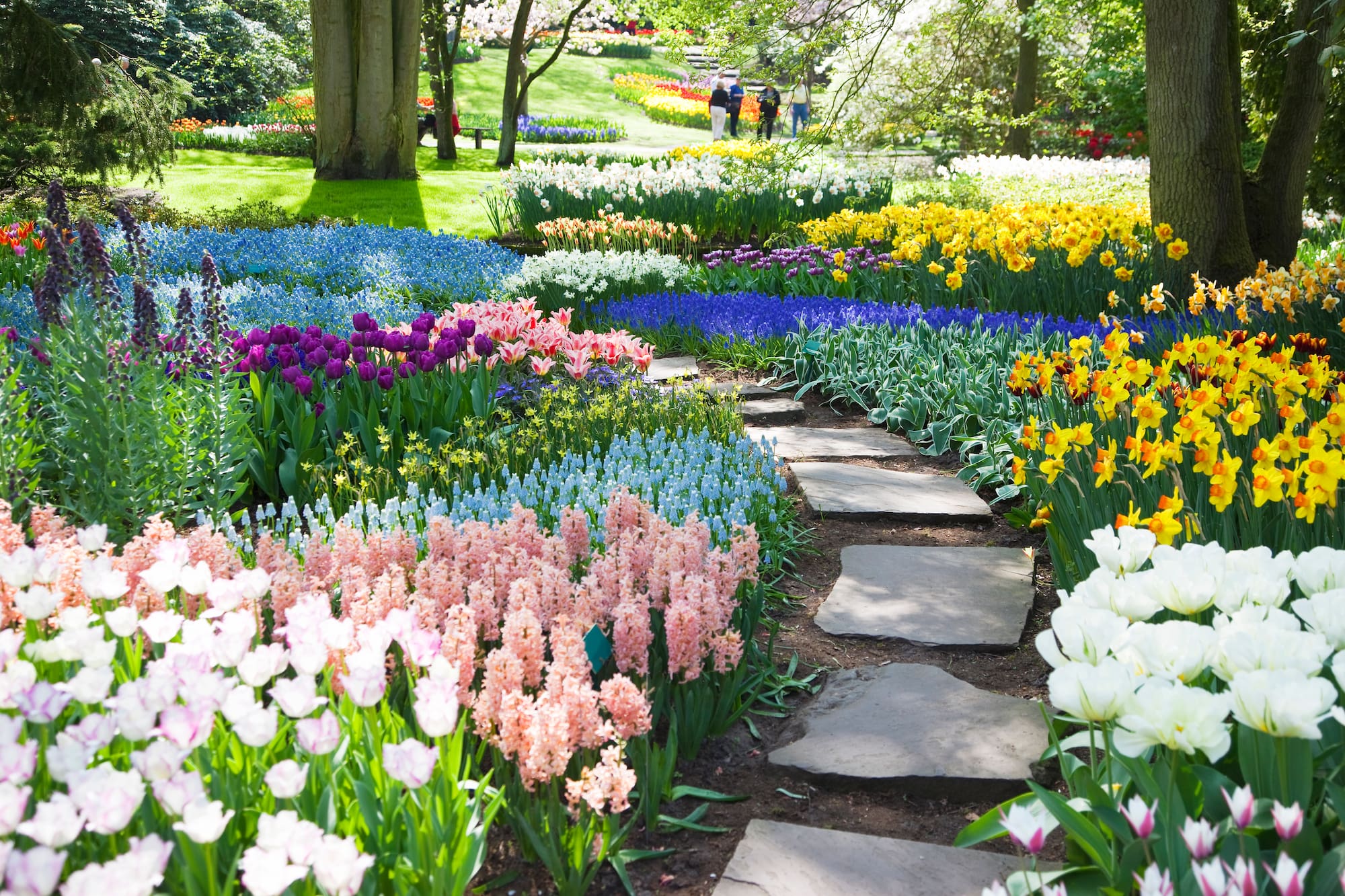 a garden with flowers and a path