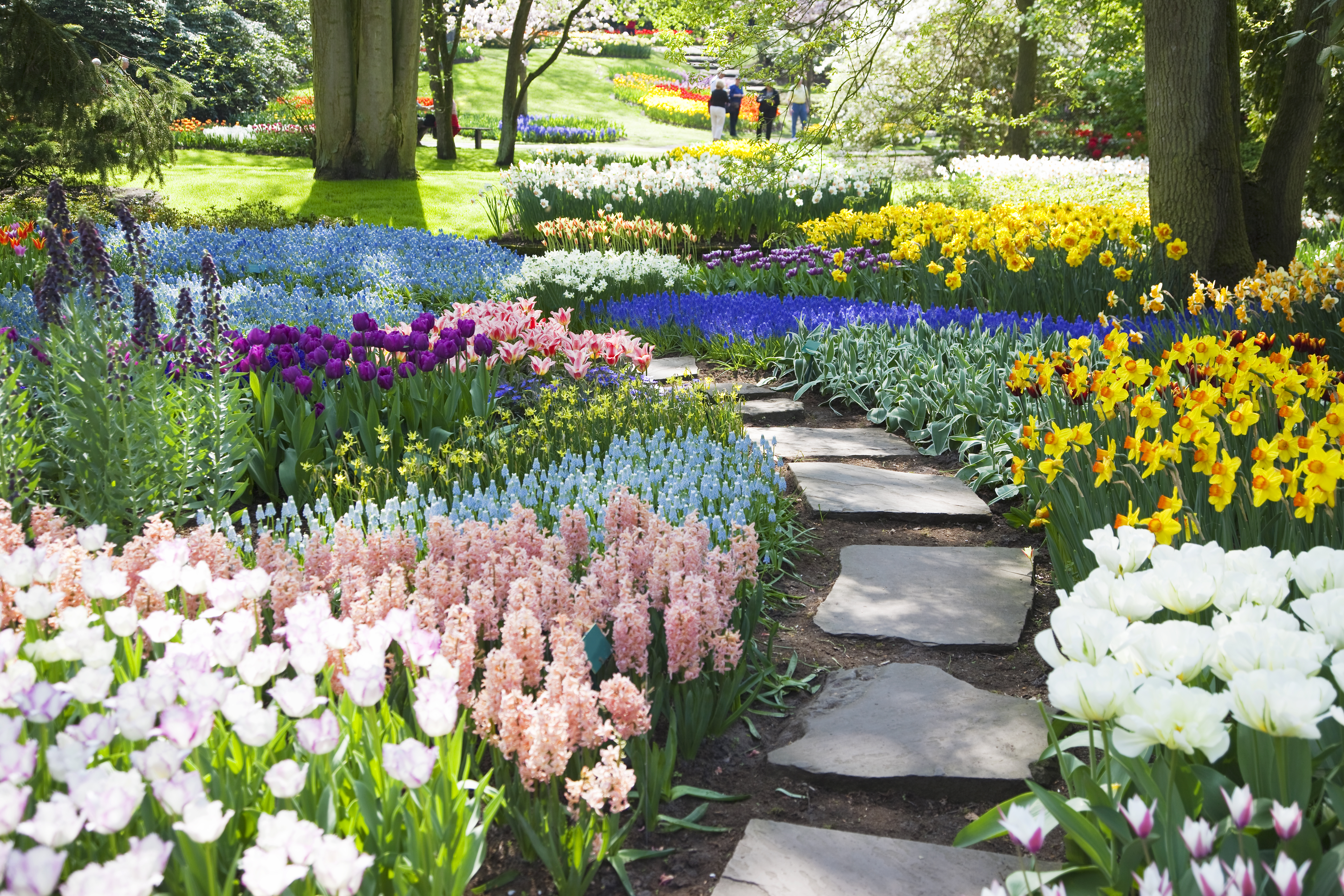 a garden with flowers and a path