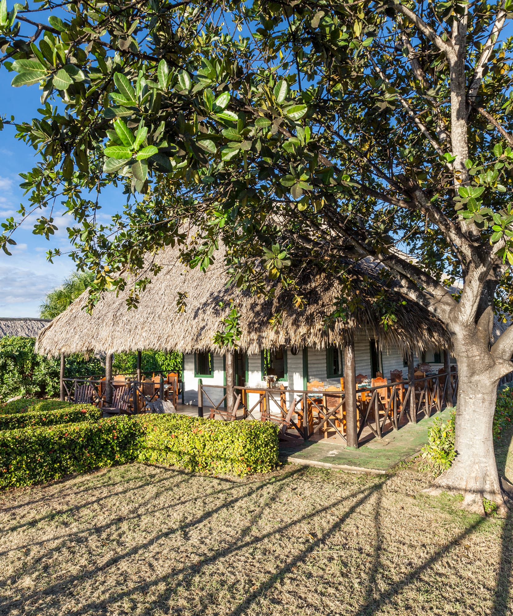 a house with a thatched roof and a tree