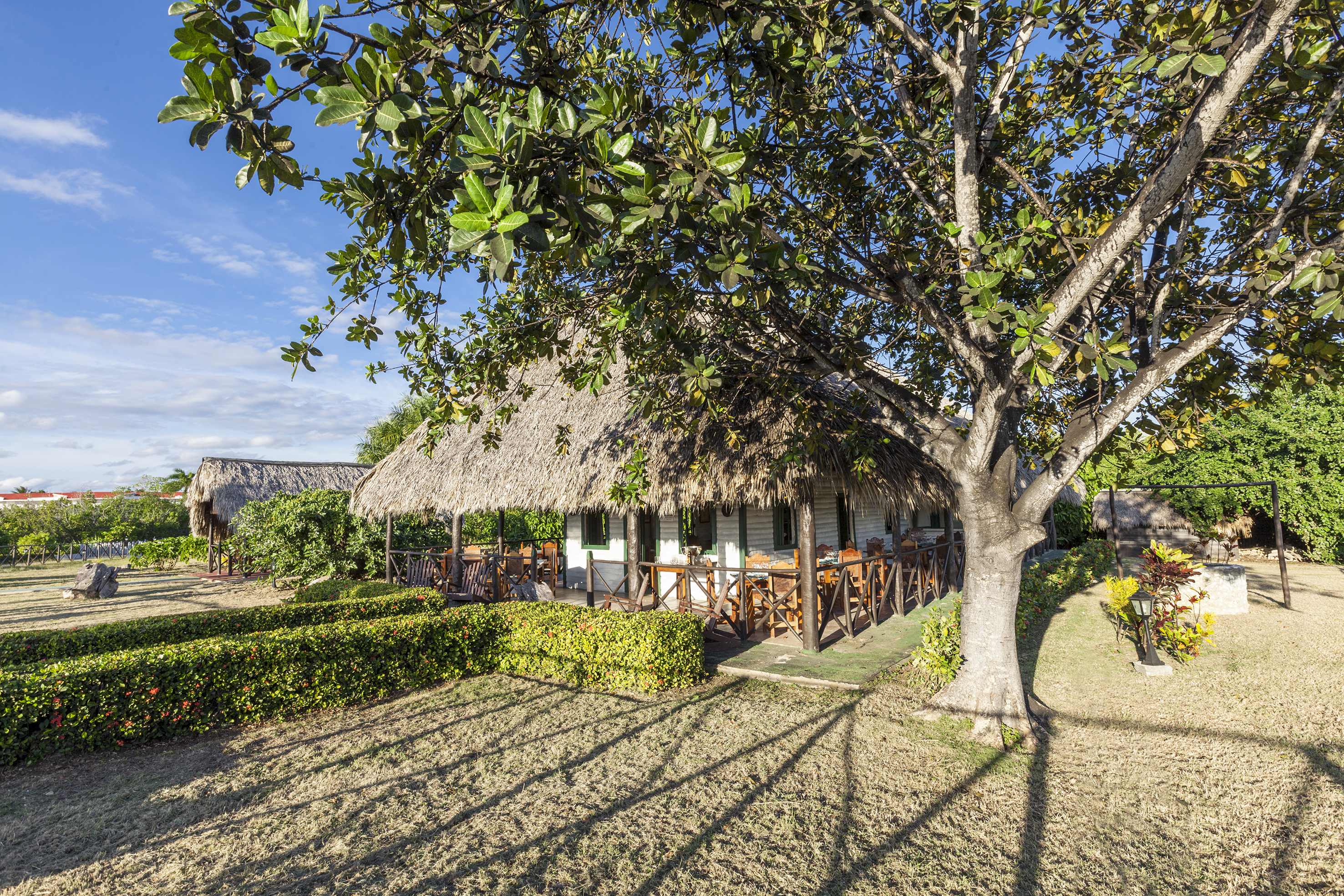 a house with a thatched roof and a tree