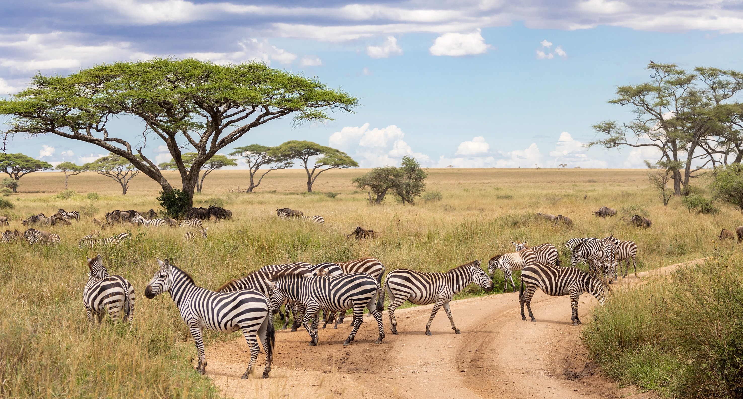 Zebras and wildebeest on dirt road in dry African savanna with acacia trees.