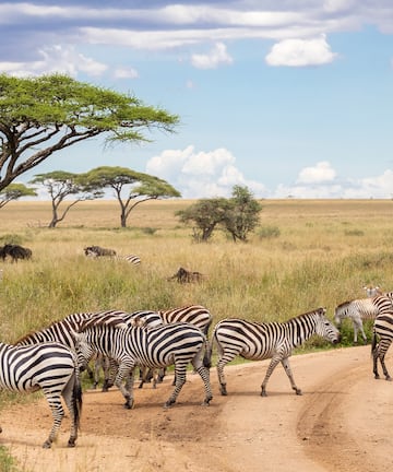 a group of zebras crossing a dirt road