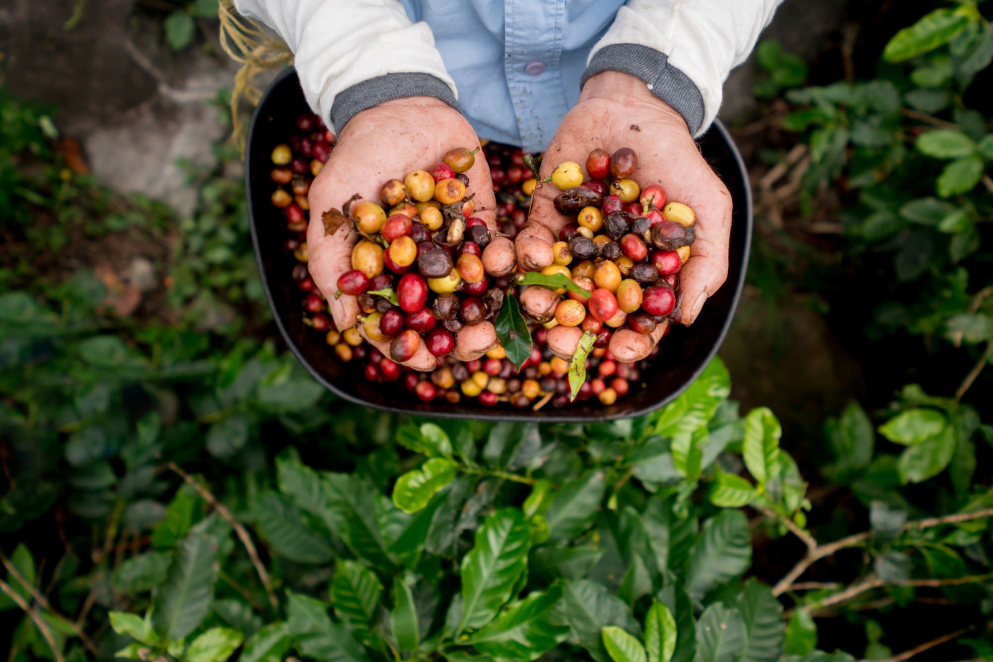 a person holding a bowl of coffee beans