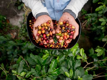 a person holding a bowl of coffee beans