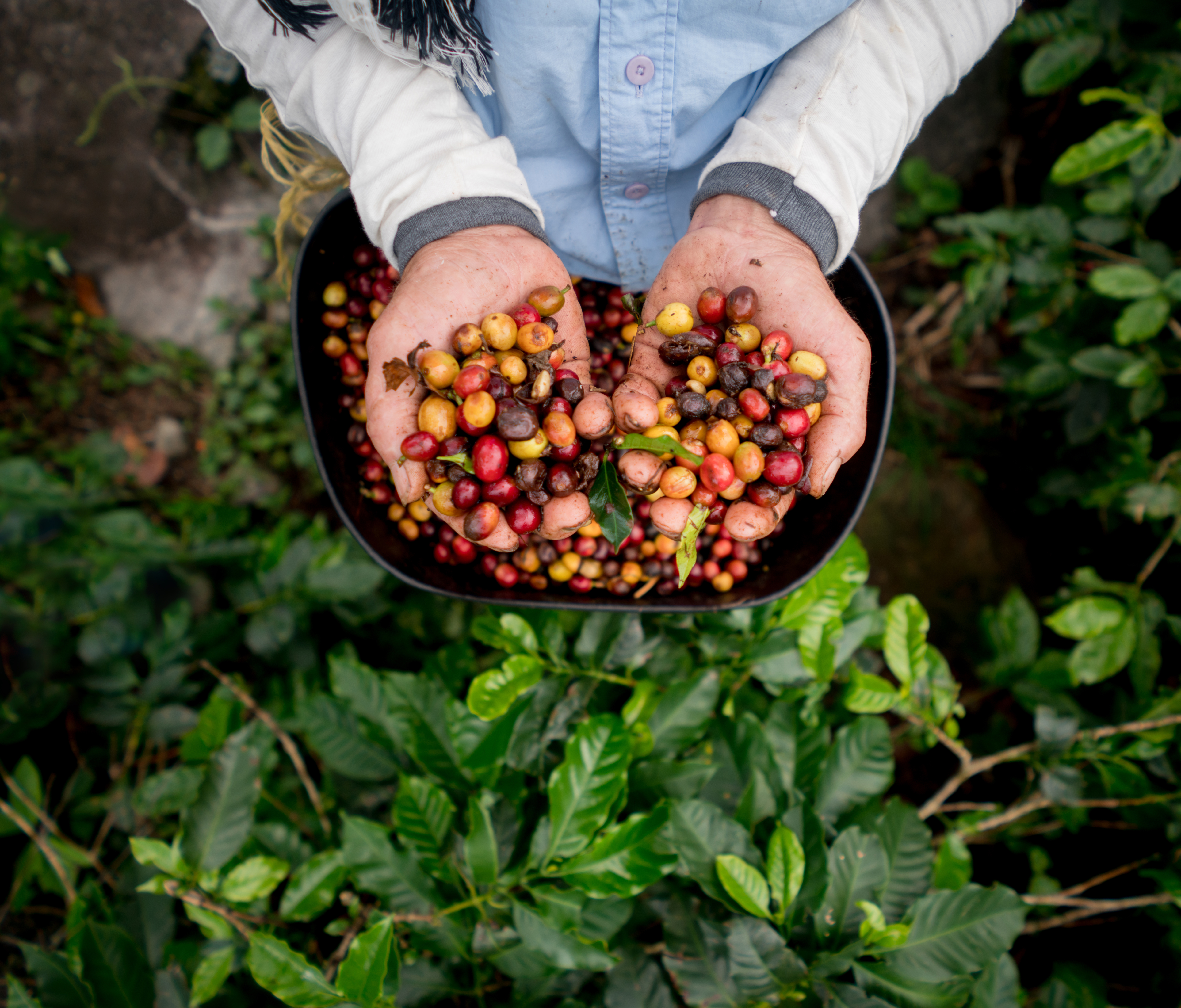 a person holding a bowl of coffee beans
