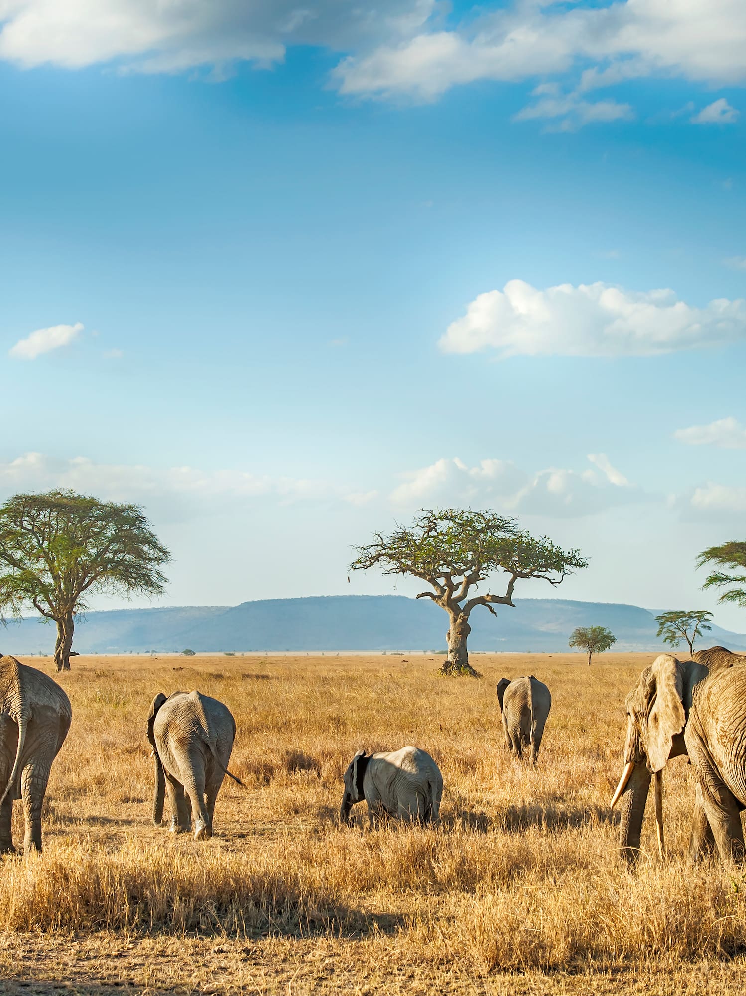 a group of elephants walking in a field