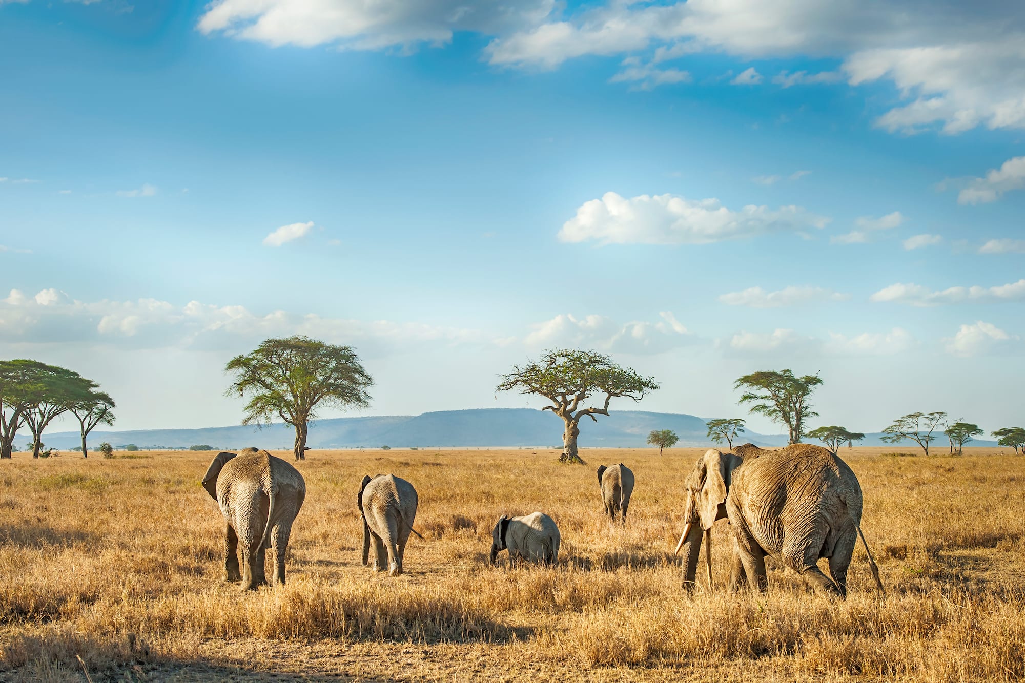 a group of elephants walking in a field
