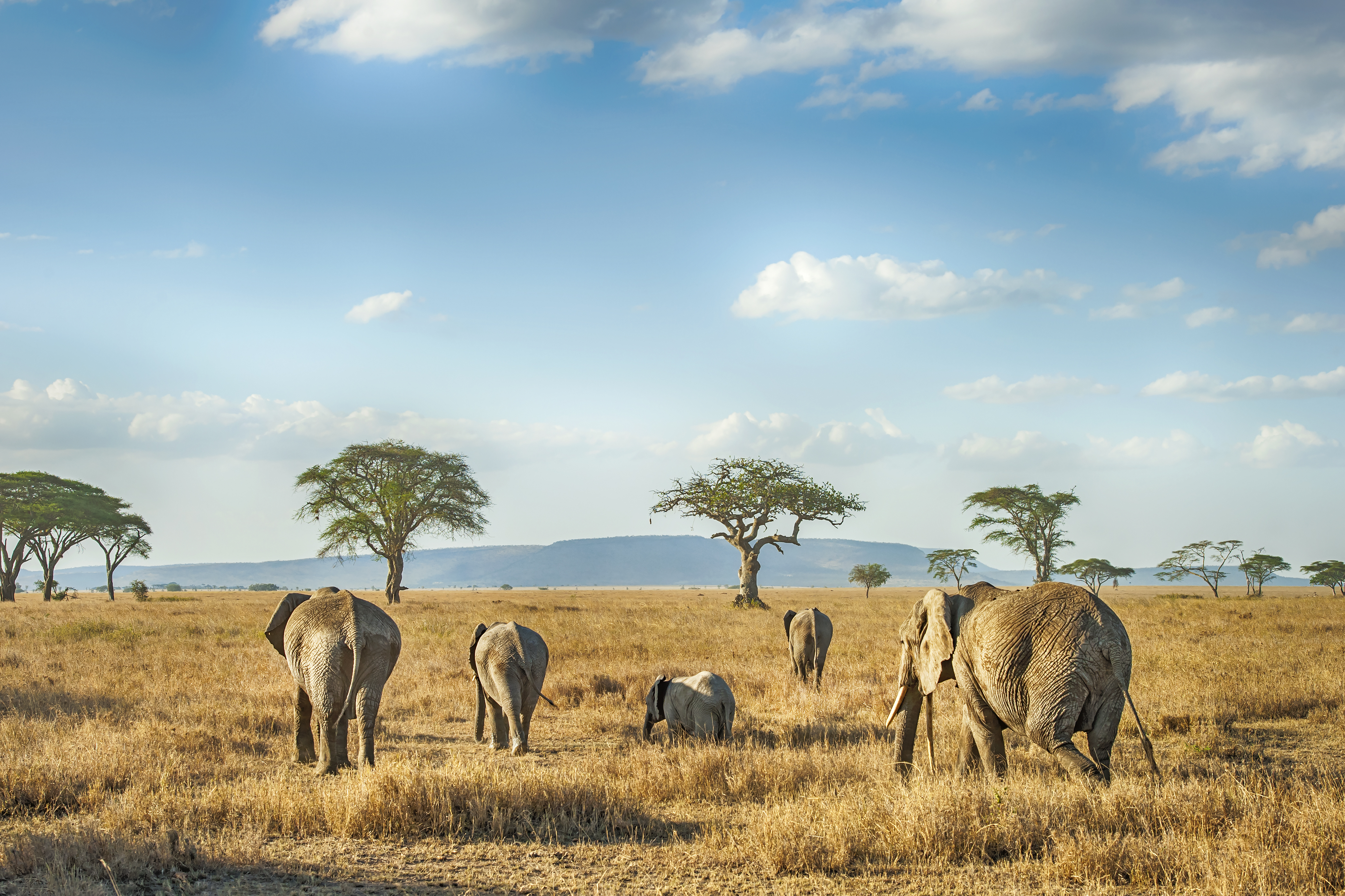 a group of elephants walking in a field