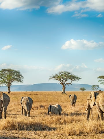 a group of elephants walking in a field