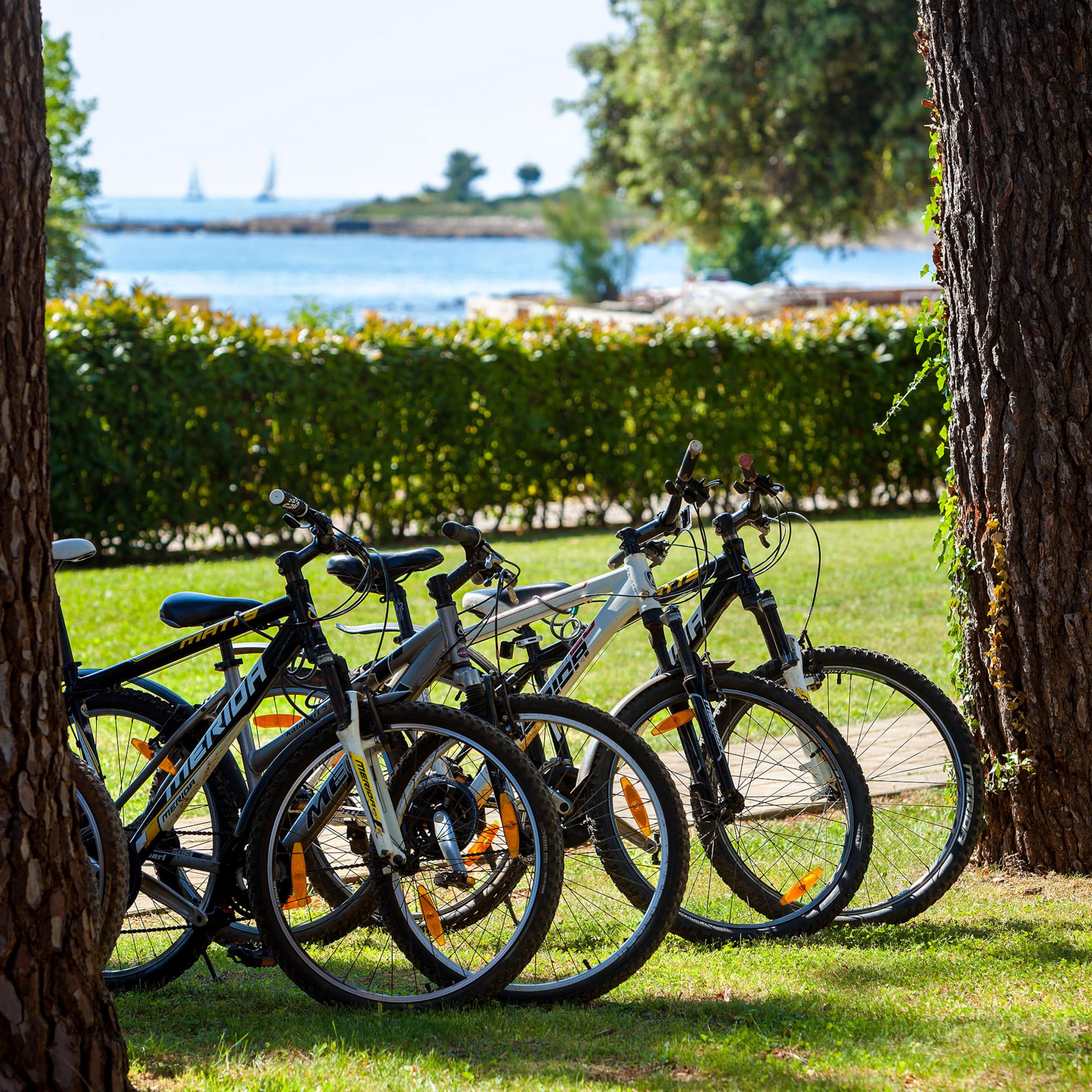 a group of bicycles parked in a park