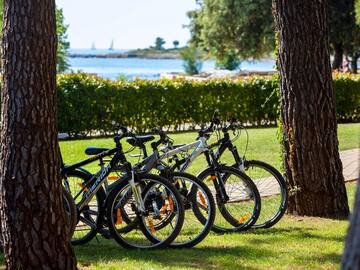a group of bicycles parked in a park