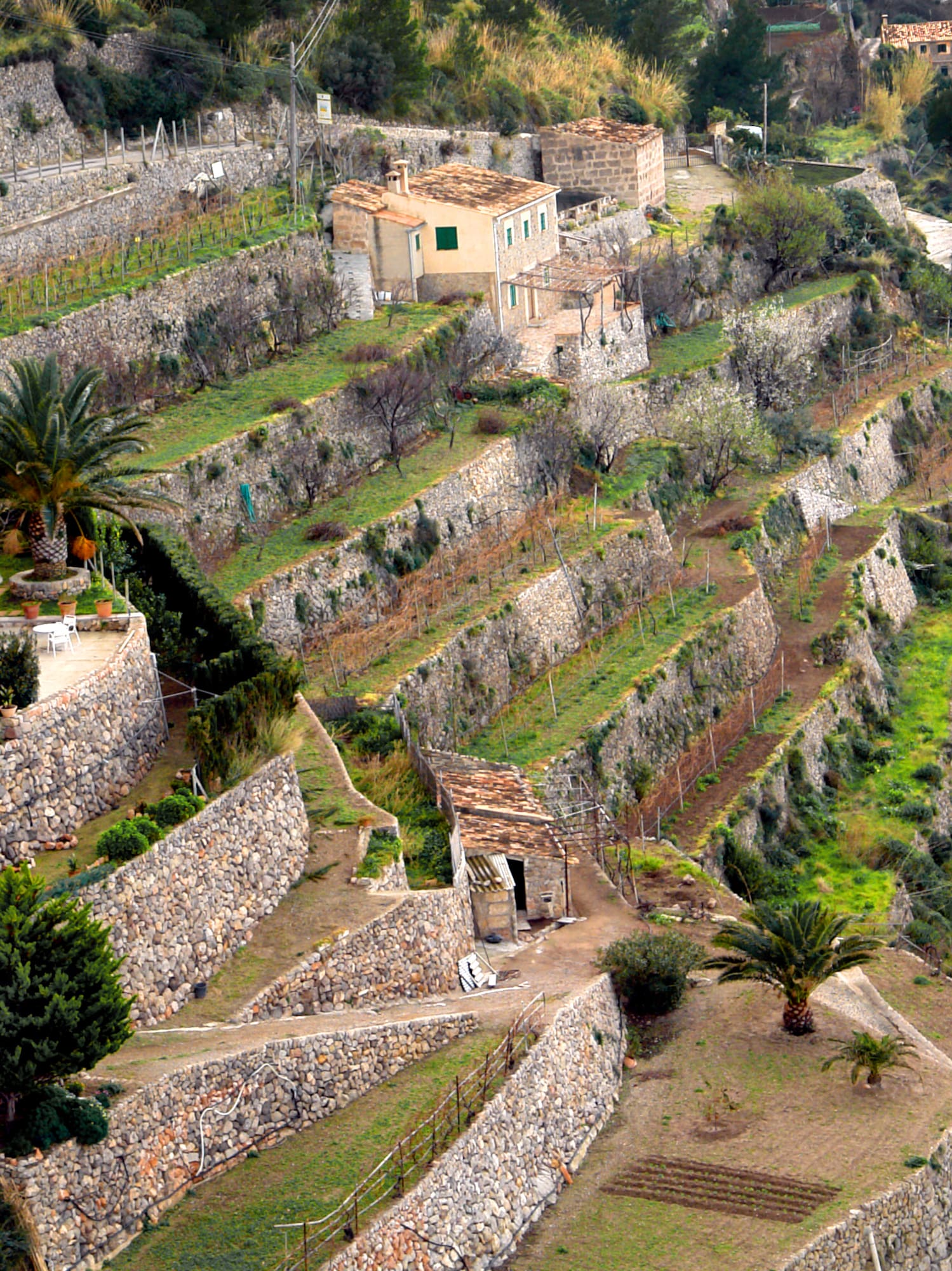 a hillside with stone walls and trees