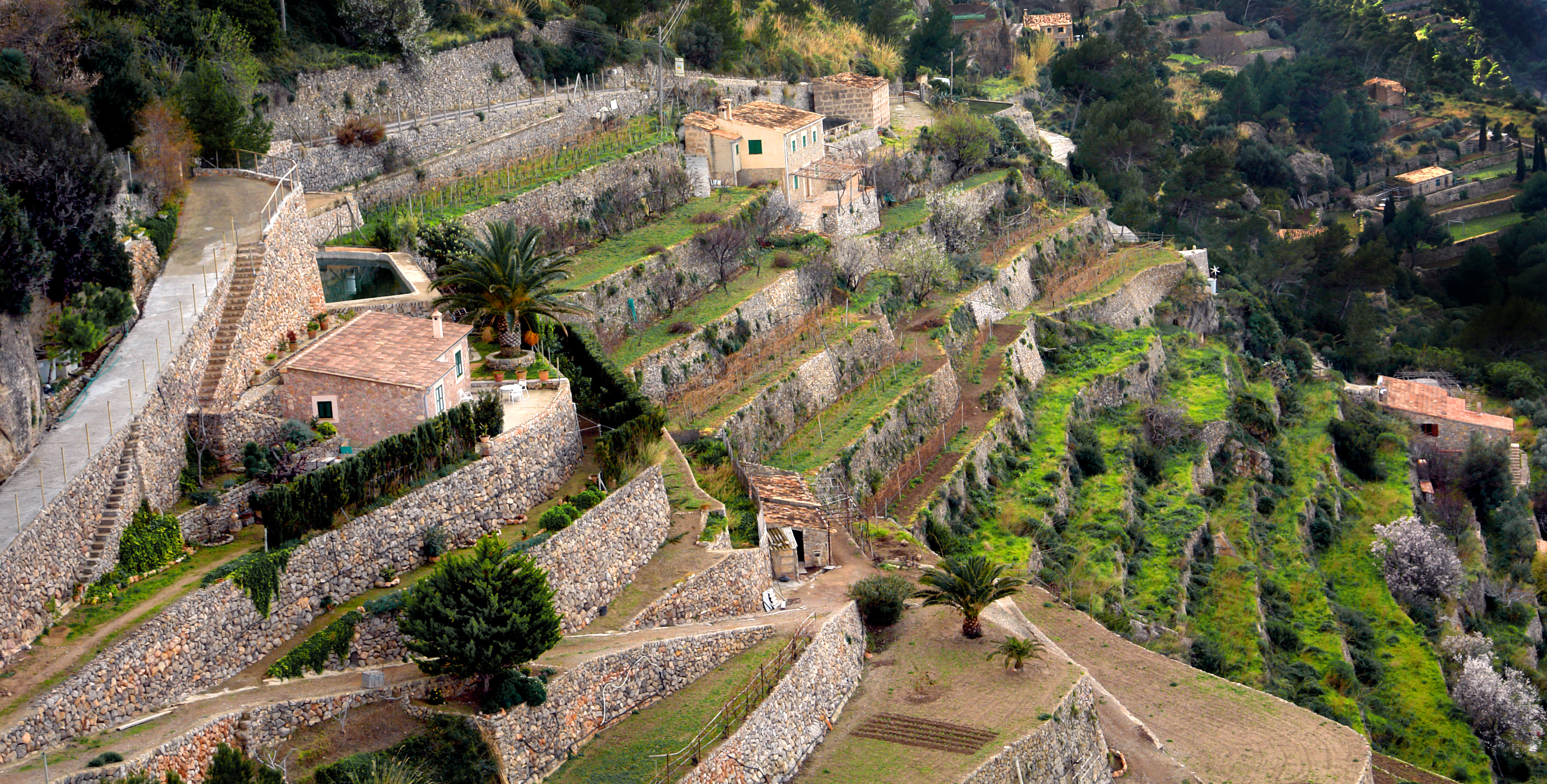 a hillside with stone walls and trees