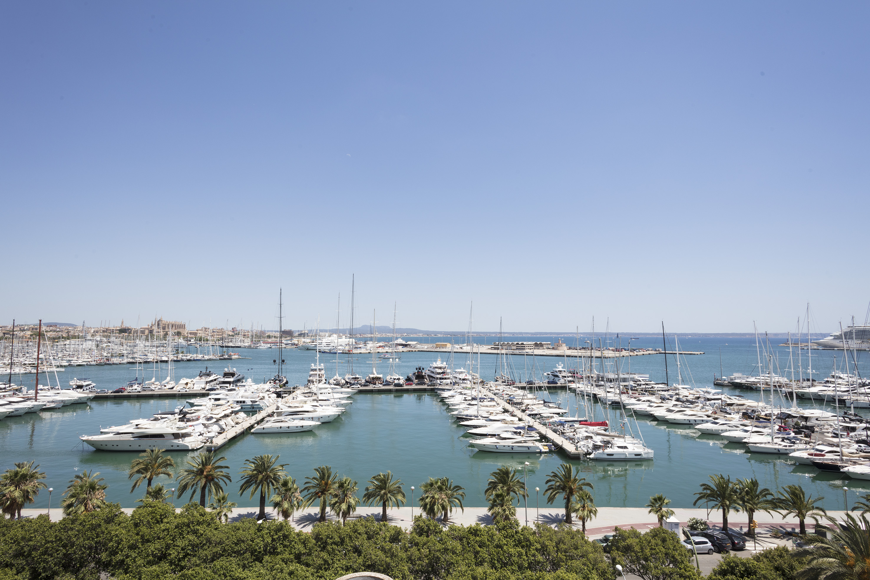 Palma de Mallorca marina with luxury yachts, palm trees, and city cathedral.