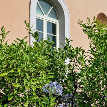 a window with a white frame and green plants
