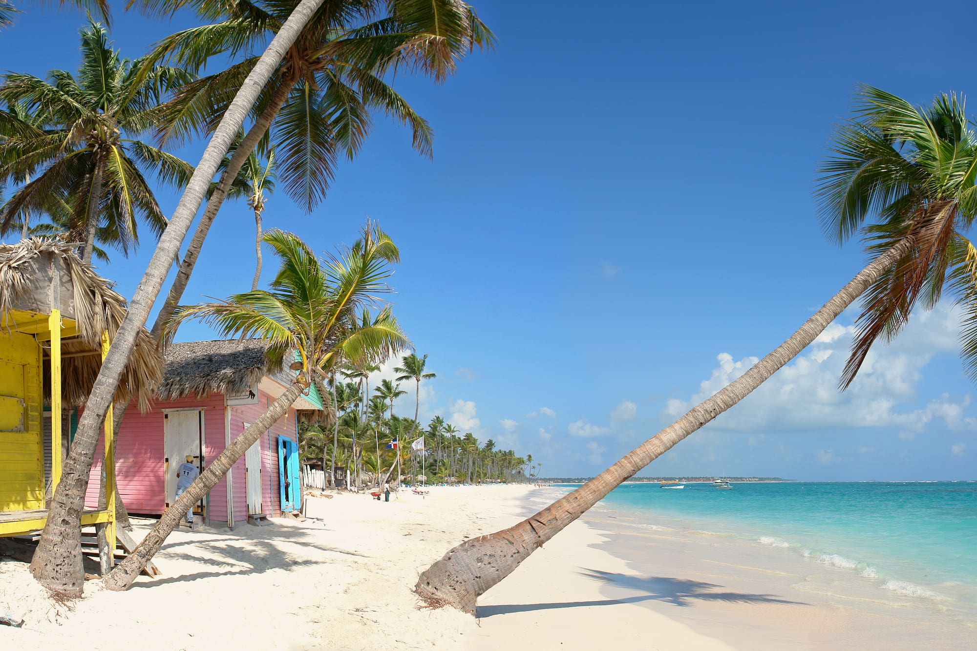a palm tree on a beach