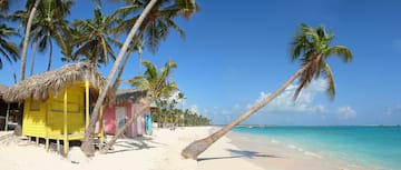 a palm tree on a beach